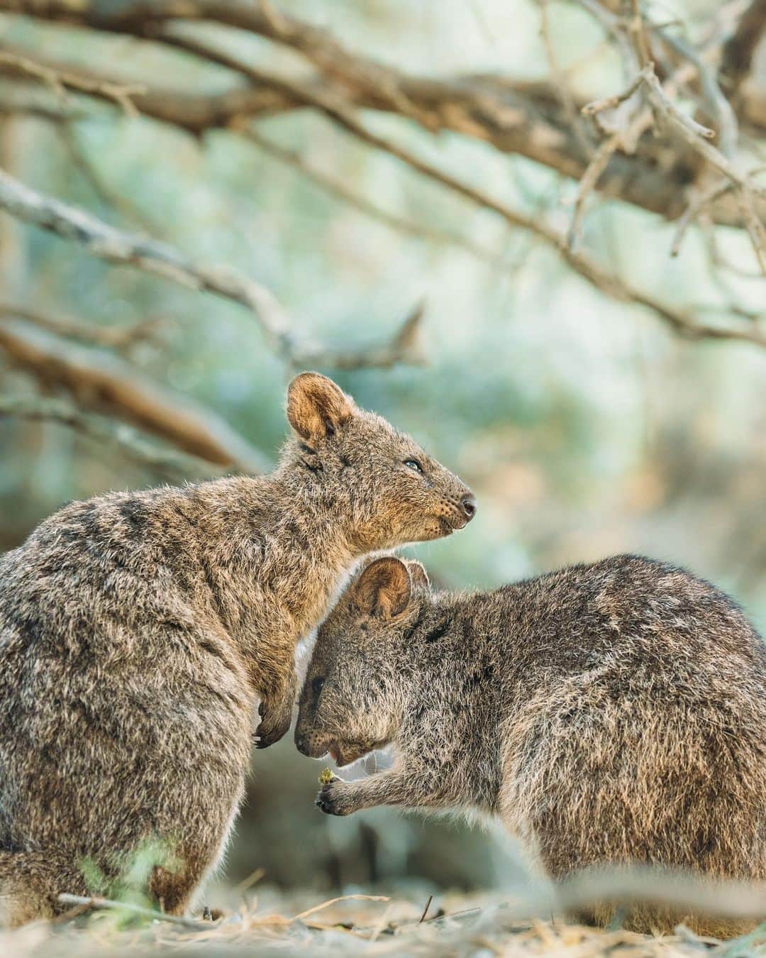 もろんのんさんのインスタグラム写真 - (もろんのんInstagram)「私が1番好きな動物〈クオッカ〉🇦🇺😭❤️  口角が上がっていて常に笑っているように見えることから「世界一幸せな動物」と呼ばれています。 噂ではピカチュウのモデルともなった動物とか？  ネズミやリスに似てますが、カンガルーと同じ有袋類🦘  クオッカは西オーストラリアの都市パースからフェリーで行ける「ロットネスト島」に野生でたくさんいます。  すっごく可愛いのですが、この島にはクオッカの天敵である猫もキツネもいないせいか、 危機管理能力が無さすぎて人懐っこくてすごく近くまで寄ってきます😂❤️  ただし絶滅危惧種第二類に指定されており、サルモネラ菌も持っているため触ってはだめ🙅‍♀️  日本からパースまでの直行便も10月末から復活するので、ぜひ西オーストラリアを今後の旅先候補にしてみてはいかが？✈️  詳しく知りたい方や他の写真を見たい方は YouTubeで「もろんのん　クオッカ」で調べてね🔍 ロットネスト島への行き方やその他おすすめのスポットをご紹介してます🚲✨  📍オーストラリア ロットネスト島 / Rottnest Island,Australia  🦘Quokka  #WAtheDreamState @westernaustralia @australia.jp」6月30日 20時48分 - moron_non