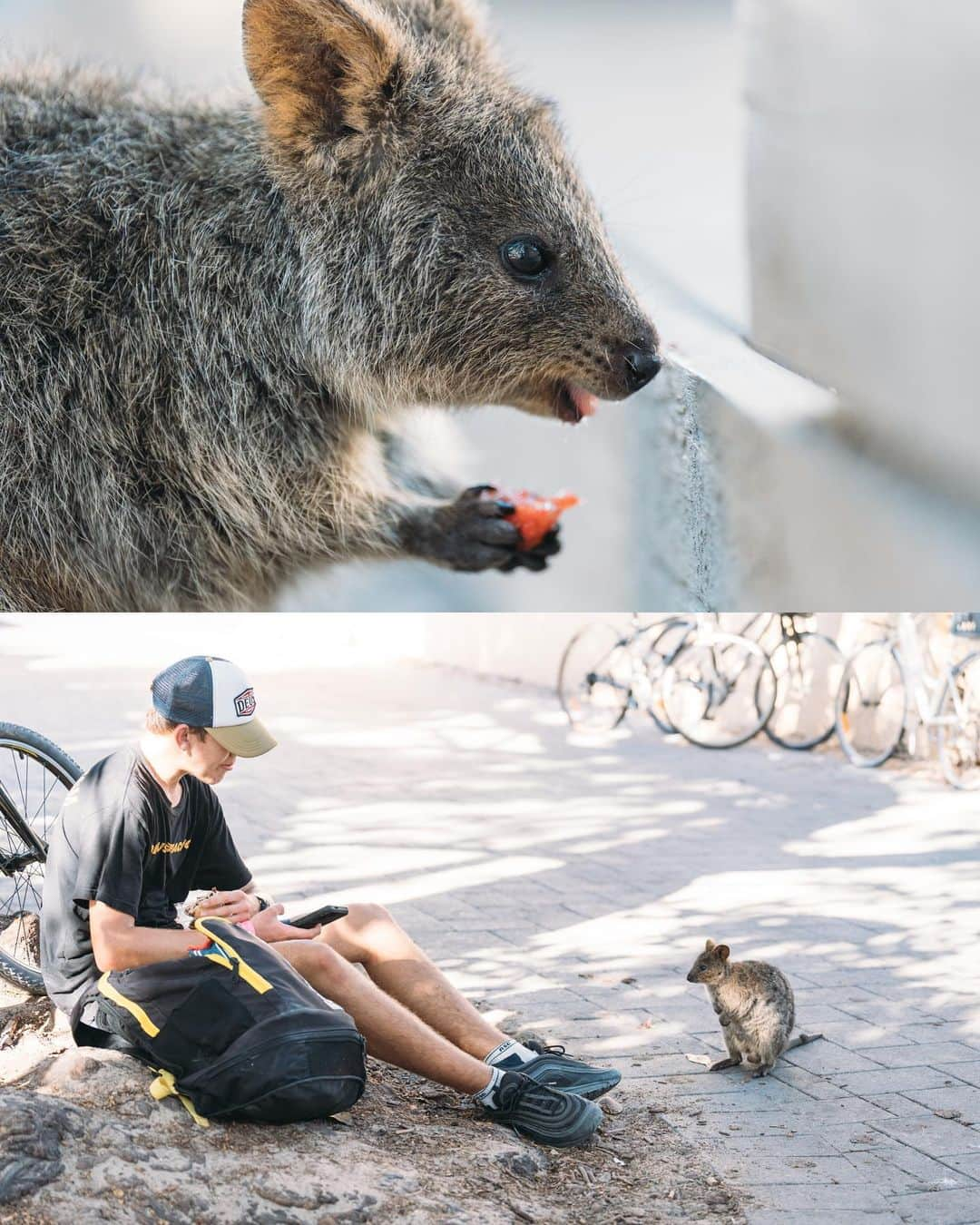 もろんのんさんのインスタグラム写真 - (もろんのんInstagram)「私が1番好きな動物〈クオッカ〉🇦🇺😭❤️  口角が上がっていて常に笑っているように見えることから「世界一幸せな動物」と呼ばれています。 噂ではピカチュウのモデルともなった動物とか？  ネズミやリスに似てますが、カンガルーと同じ有袋類🦘  クオッカは西オーストラリアの都市パースからフェリーで行ける「ロットネスト島」に野生でたくさんいます。  すっごく可愛いのですが、この島にはクオッカの天敵である猫もキツネもいないせいか、 危機管理能力が無さすぎて人懐っこくてすごく近くまで寄ってきます😂❤️  ただし絶滅危惧種第二類に指定されており、サルモネラ菌も持っているため触ってはだめ🙅‍♀️  日本からパースまでの直行便も10月末から復活するので、ぜひ西オーストラリアを今後の旅先候補にしてみてはいかが？✈️  詳しく知りたい方や他の写真を見たい方は YouTubeで「もろんのん　クオッカ」で調べてね🔍 ロットネスト島への行き方やその他おすすめのスポットをご紹介してます🚲✨  📍オーストラリア ロットネスト島 / Rottnest Island,Australia  🦘Quokka  #WAtheDreamState @westernaustralia @australia.jp」6月30日 20時48分 - moron_non