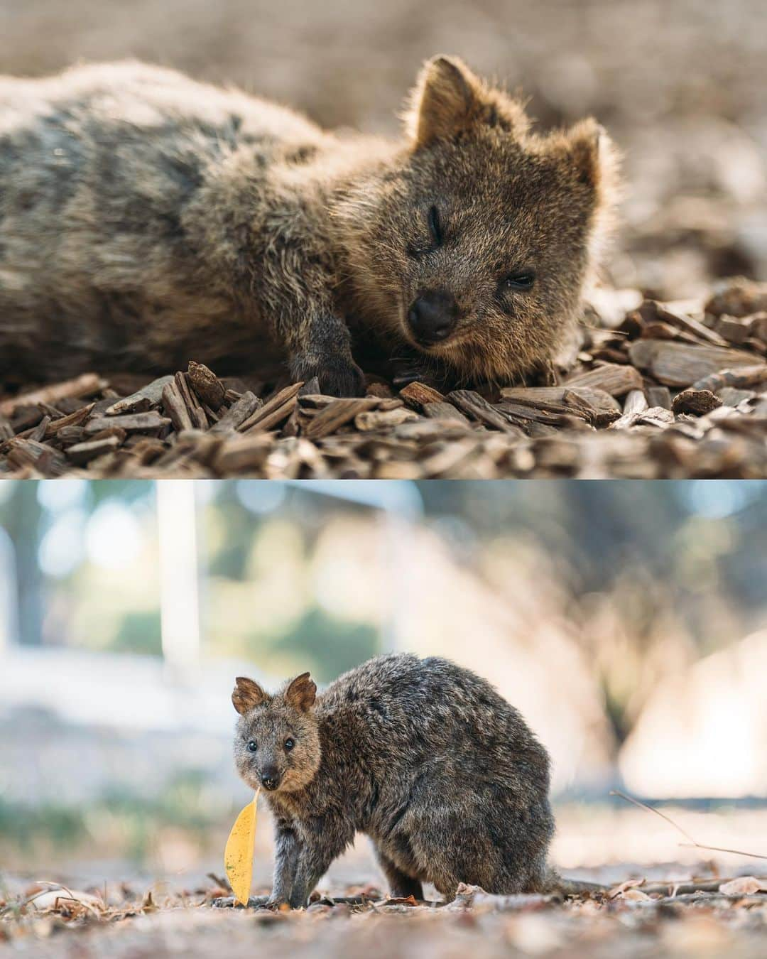 もろんのんさんのインスタグラム写真 - (もろんのんInstagram)「私が1番好きな動物〈クオッカ〉🇦🇺😭❤️  口角が上がっていて常に笑っているように見えることから「世界一幸せな動物」と呼ばれています。 噂ではピカチュウのモデルともなった動物とか？  ネズミやリスに似てますが、カンガルーと同じ有袋類🦘  クオッカは西オーストラリアの都市パースからフェリーで行ける「ロットネスト島」に野生でたくさんいます。  すっごく可愛いのですが、この島にはクオッカの天敵である猫もキツネもいないせいか、 危機管理能力が無さすぎて人懐っこくてすごく近くまで寄ってきます😂❤️  ただし絶滅危惧種第二類に指定されており、サルモネラ菌も持っているため触ってはだめ🙅‍♀️  日本からパースまでの直行便も10月末から復活するので、ぜひ西オーストラリアを今後の旅先候補にしてみてはいかが？✈️  詳しく知りたい方や他の写真を見たい方は YouTubeで「もろんのん　クオッカ」で調べてね🔍 ロットネスト島への行き方やその他おすすめのスポットをご紹介してます🚲✨  📍オーストラリア ロットネスト島 / Rottnest Island,Australia  🦘Quokka  #WAtheDreamState @westernaustralia @australia.jp」6月30日 20時48分 - moron_non