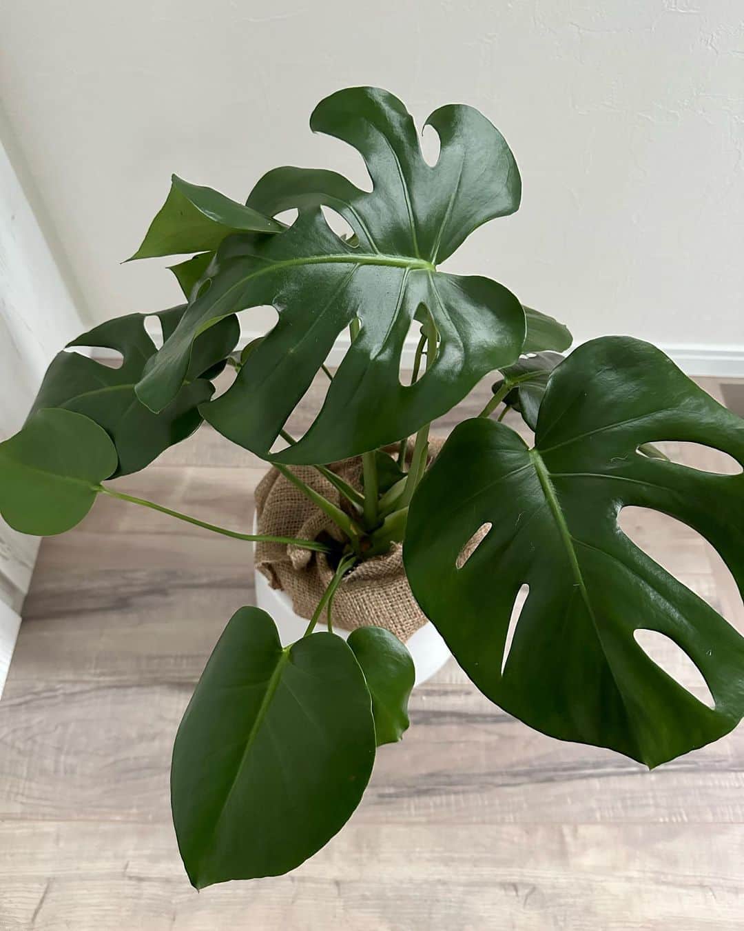日比美思のインスタグラム：「🌿 モンステラがつやつや可愛いです。仲間入りです。」