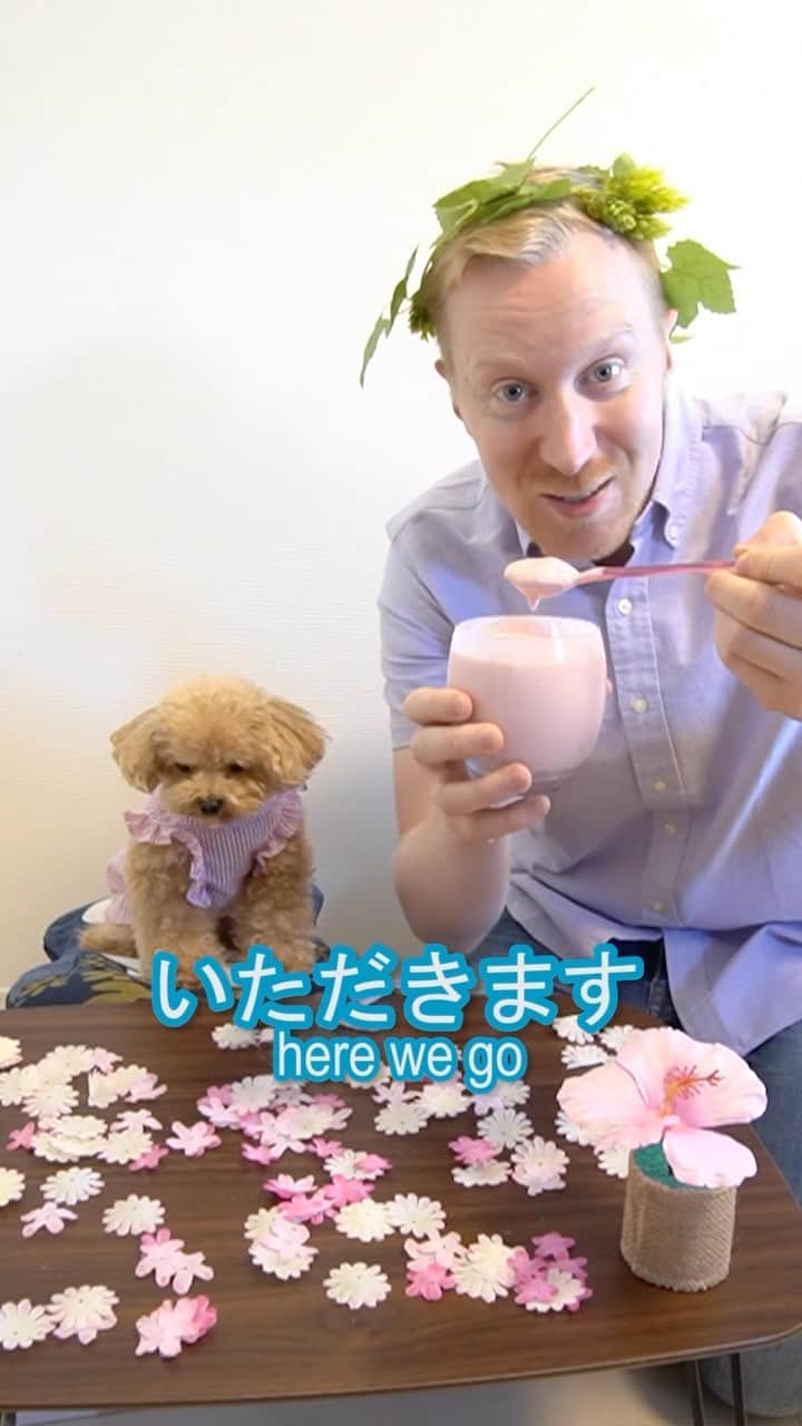 ミスターヤバタンのインスタグラム：「くるみとヨーグルトいちごアイス！Strawberry ice with Kurumi!   #ミスターヤバタン #トイプードル #犬 #ヤバタン #やばたん」