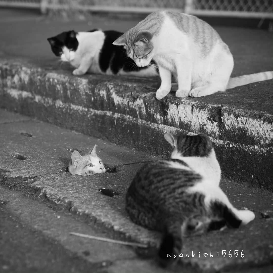 のインスタグラム：「How are you doing? 調子はどう  CAMERA ︰OMD-EM1mark Ⅱ LENZ︰M.ZUIKO DIGITAL ED 12-100mm F4.0 IS PRO   思い出porto #猫穴部 🕳 チョビ、チビ 、ハナクロ、ハチ  #om_system_jp #om写真投稿 #japancamera_official #猫部#nekoclub#แมว#icu_japan #igers_photoart_bnw#猫 #にゃんすたぐらむ#ig_catsclub #cats# #catsofinstagram #gatto#catloversclub#bnw_catalonia  #東京カメラ部#icu_japan#cute #catstagram#広がり同盟 #bestcatclub #gallery_legit #写真を止めるな#love_bestjapan #lovers_nippon  #team_jp #고양이#にゃんすたぐらむ #art_of_japan #instacat」
