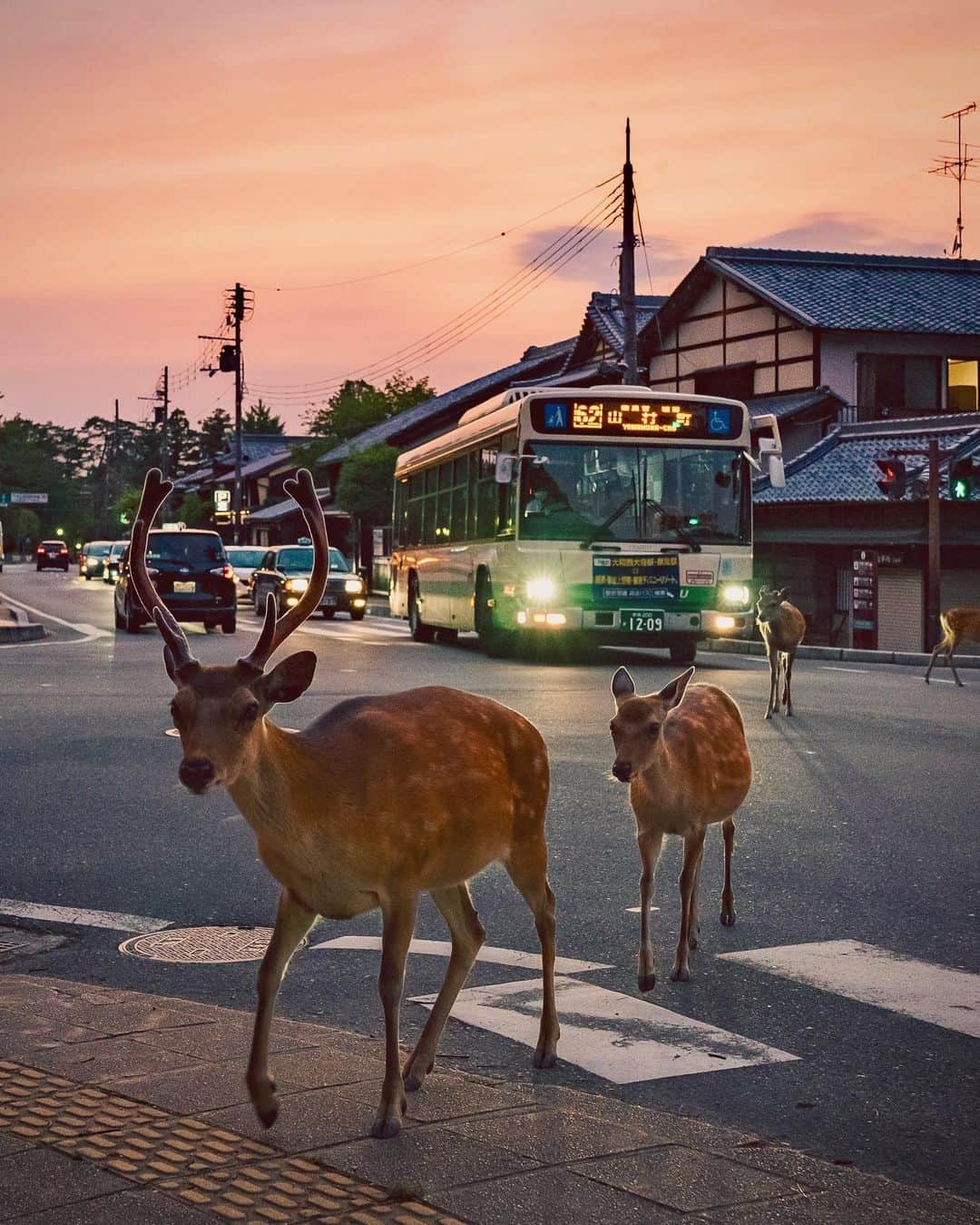masayaさんのインスタグラム写真 - (masayaInstagram)「Nara city 🦌🦌🦌🚌」6月30日 22時27分 - moonlightice