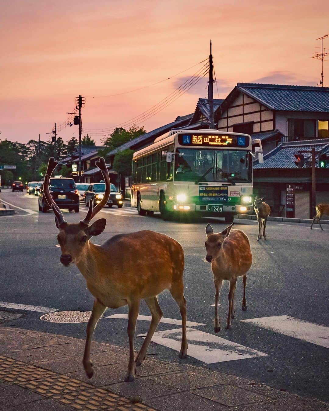 masayaのインスタグラム：「Nara city 🦌🦌🦌🚌」
