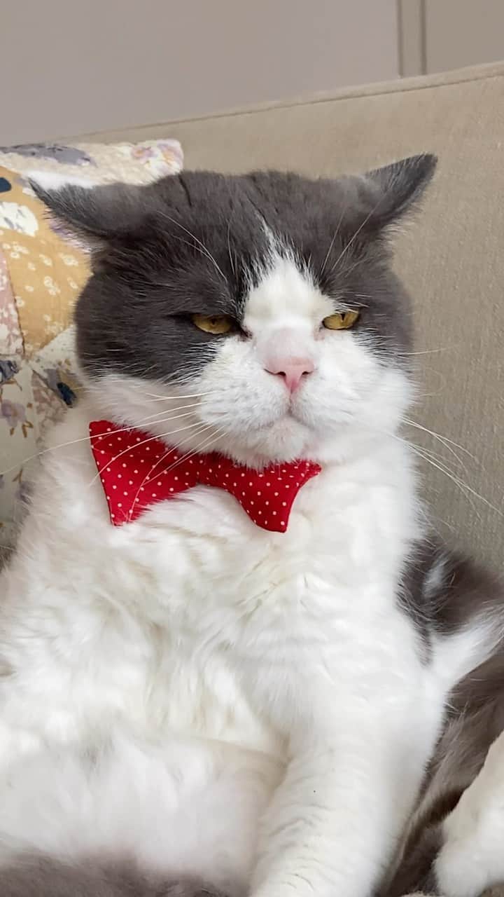 catinberlinのインスタグラム：「Don’t even come close, unless you’ve got some treats in your hands. 😼👑 catinberlin.com  #catinberlin #cat #catsofinstagram #cats #kitty #pets #petsofinstagram #bowtie #cute #katze #adorable #lovecats #funny #animals #reels #reelsinstagram #reelsvideo #weeklyfluff #fluffy」