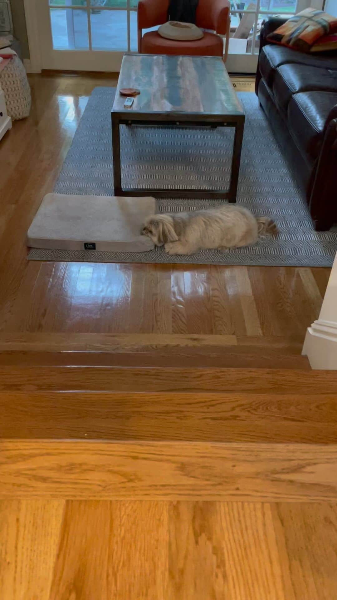 Dougie the Shih Tzuのインスタグラム：「#fridaymomentofzen」