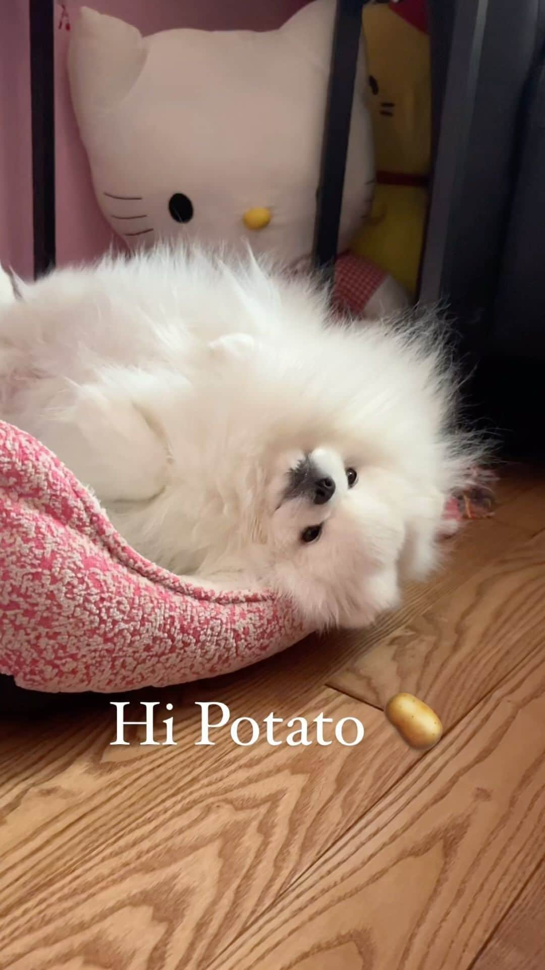 Mochi the Orkyehのインスタグラム：「Just vibes 🥔 Happy Friday ✨✨ #justvibing #justvibes #happyweekend #happyfriday」