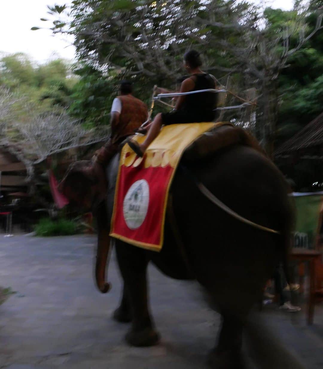 岡田美季さんのインスタグラム写真 - (岡田美季Instagram)「Bali SafariでNight Safariを体験🦓🖤 檻のようなトラックに乗ってgo！ すぐそこに動物がいてご飯あげたり夜っていうのがスリル増して娘も楽しんでた🫶 ゾウさんに乗ったり。学び。ゾウさんの目はとても綺麗。 #bali #trip #バリ」6月30日 22時53分 - mikiokada0225