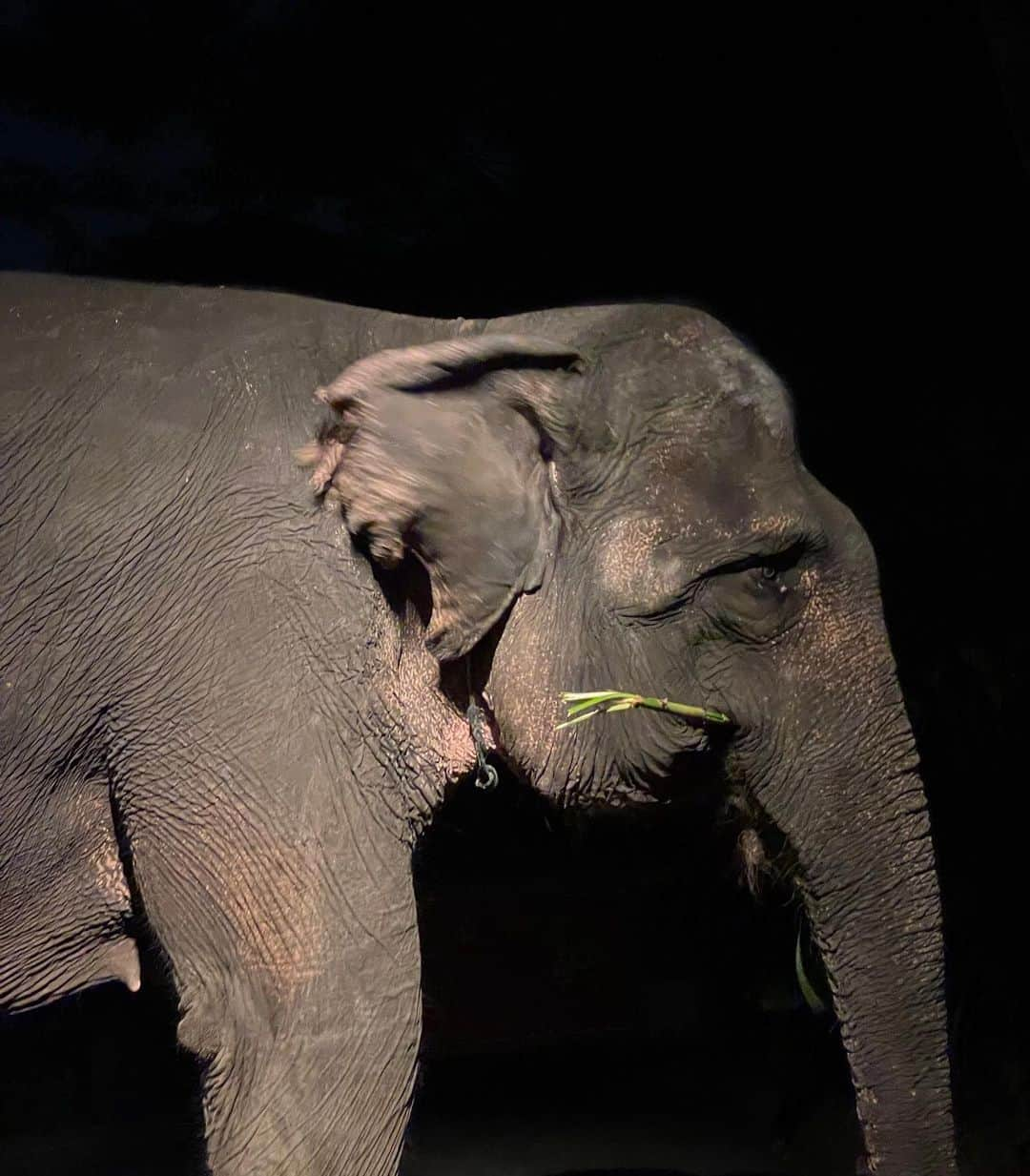 岡田美季さんのインスタグラム写真 - (岡田美季Instagram)「Bali SafariでNight Safariを体験🦓🖤 檻のようなトラックに乗ってgo！ すぐそこに動物がいてご飯あげたり夜っていうのがスリル増して娘も楽しんでた🫶 ゾウさんに乗ったり。学び。ゾウさんの目はとても綺麗。 #bali #trip #バリ」6月30日 22時53分 - mikiokada0225