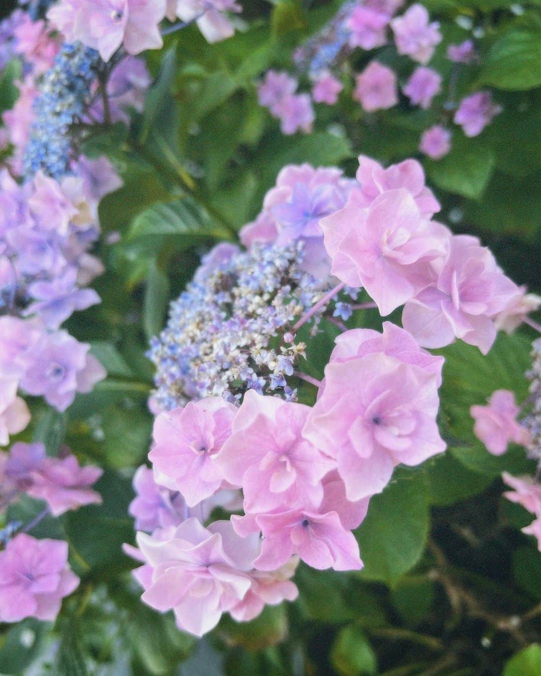 小林玲さんのインスタグラム写真 - (小林玲Instagram)「. ⁡ ⁡ 6月ラスト そして上半期もラスト🌼 ⁡ ⁡綺麗な紫陽花たちをどうぞ〜📸 ⁡ ⁡ ⁡ いい夢みてねん おやすみ☺︎」6月30日 22時51分 - rei.kobayashi
