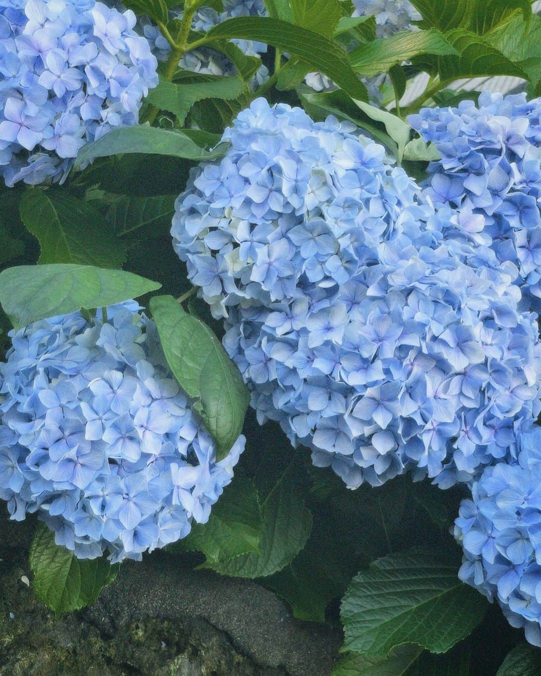 小林玲のインスタグラム：「. ⁡ ⁡ 6月ラスト そして上半期もラスト🌼 ⁡ ⁡綺麗な紫陽花たちをどうぞ〜📸 ⁡ ⁡ ⁡ いい夢みてねん おやすみ☺︎」