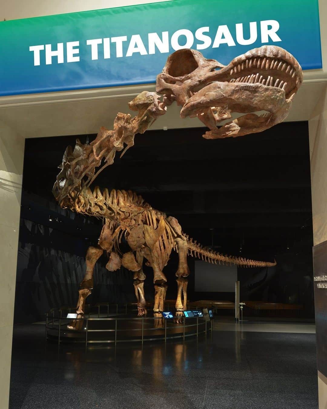 アメリカ自然史博物館のインスタグラム：「We’re going BIG this Fossil Friday. Like, really big. 🦕 At 122 ft (37.2 m) long, Patagotitan mayorum is the Museum’s largest dinosaur on display and one of the largest animals to have ever walked the Earth! This gigantic herbivore, which lived some 95 million years ago during the Late Cretaceous, was heavier than 10 African elephants—tipping the scales at roughly 70 tons. In fact, The Titanosaur is so big that it barely fits in the Museum’s halls: It’s longer than the gallery it sits in—and its head, which grazes the ceiling, extends outwards toward the elevator banks!   Photo: D. Finnin/ © AMNH  #paleontology #fossilfriday #fossils #dinosaurs #prehistoric #science #museum #uws #nyc」