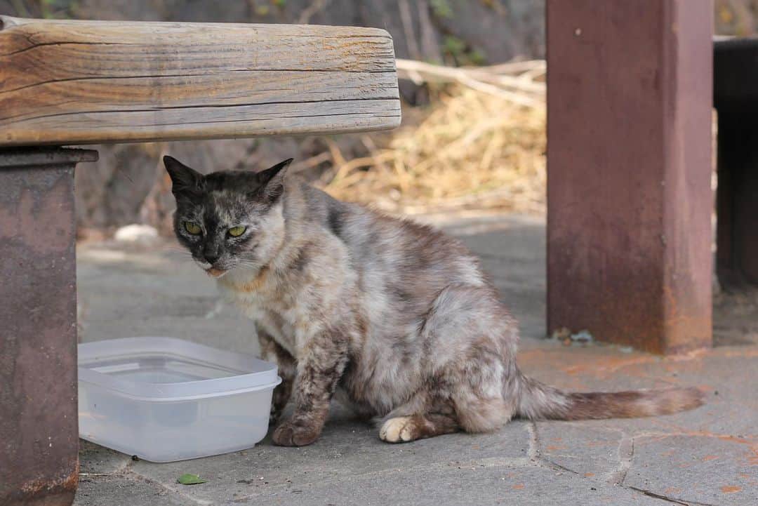 ゆりめりさんのインスタグラム写真 - (ゆりめりInstagram)「猫さんこんにちは。 暑いねぇ...」6月30日 23時06分 - yurimeri_official