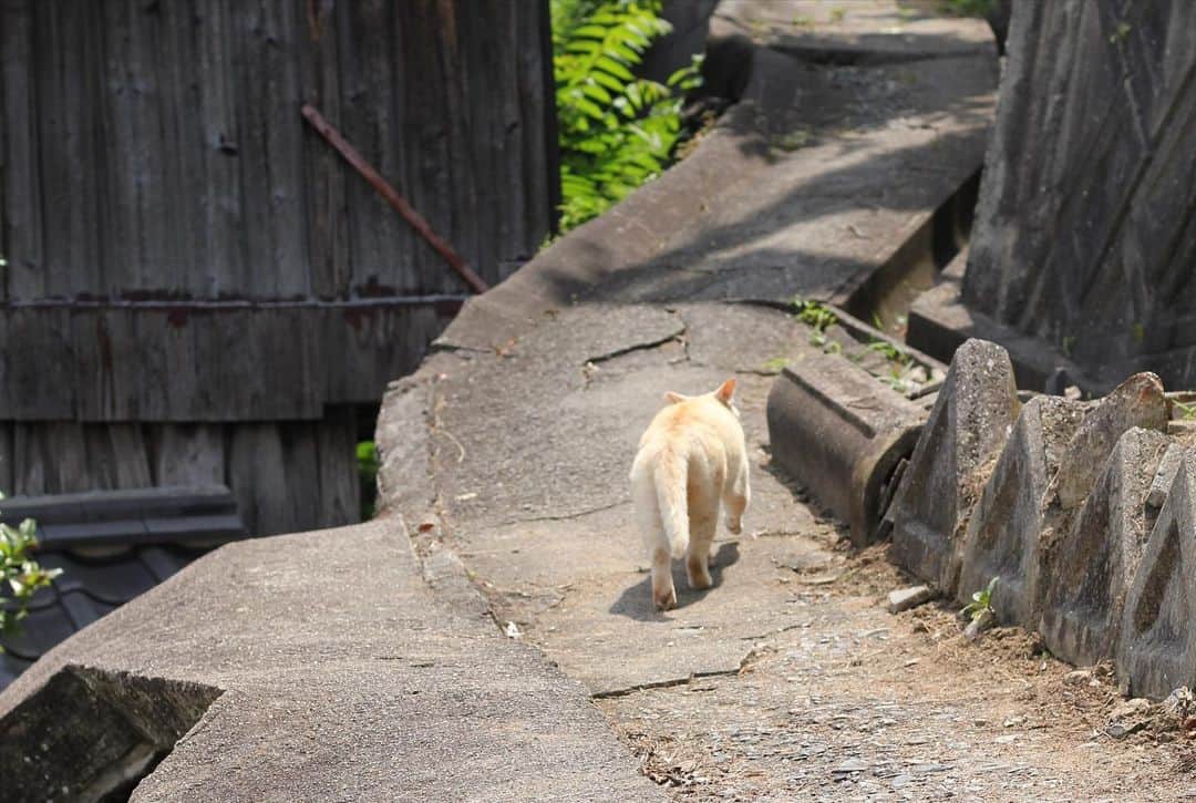 ゆりめりさんのインスタグラム写真 - (ゆりめりInstagram)「猫さんこんにちは。 暑いねぇ...」6月30日 23時06分 - yurimeri_official