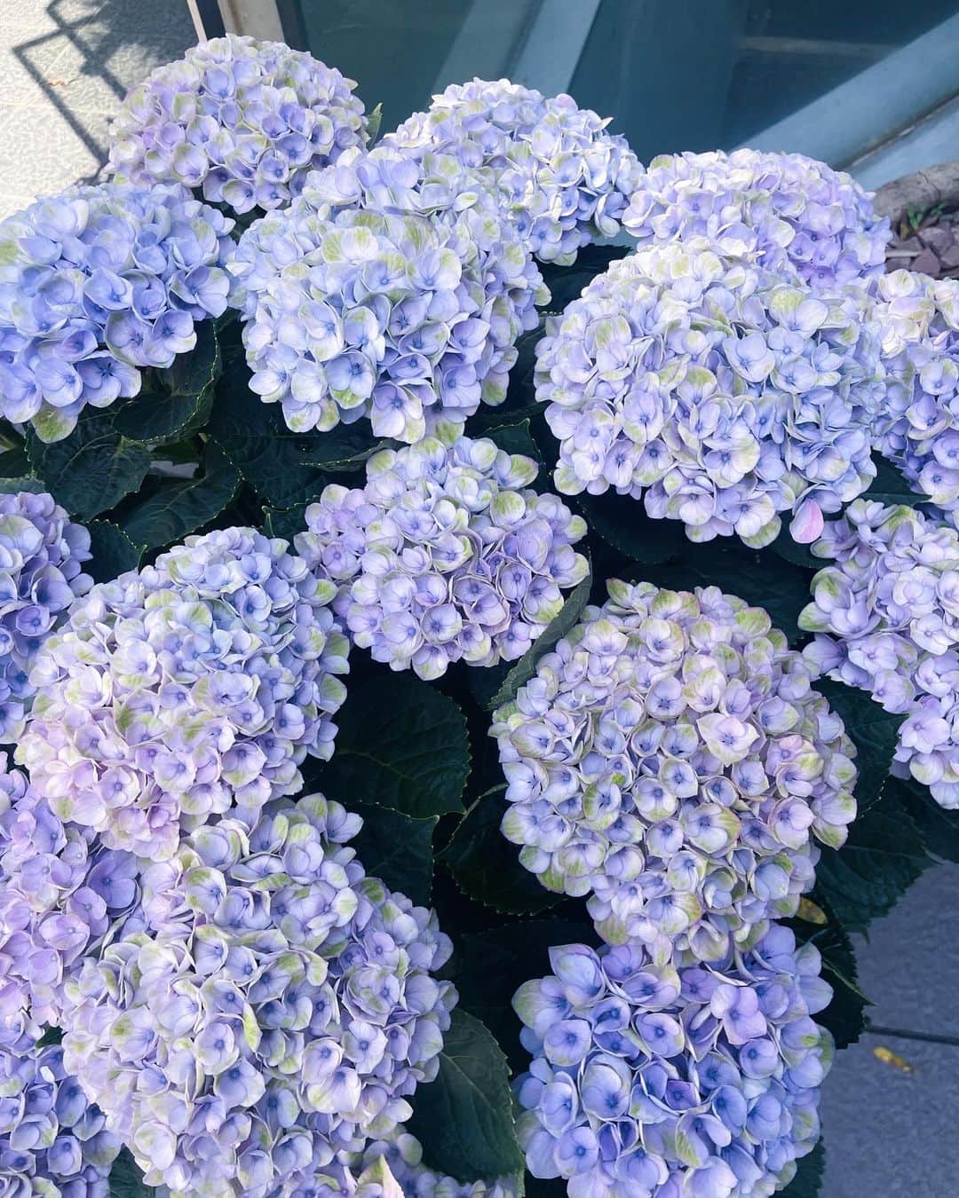 朝日奈芙季さんのインスタグラム写真 - (朝日奈芙季Instagram)「⁡ 最近の日常🫧 ⁡ ⁡ 実は白馬は 岡ちゃんと行ったんだ〜＾＾ ⁡ ⁡ 明日から7月！ ⁡ ⁡ 暑くなってきたので みなさん熱中症にはお気をつけください😌☀️」6月30日 23時09分 - fuki_asahina_official