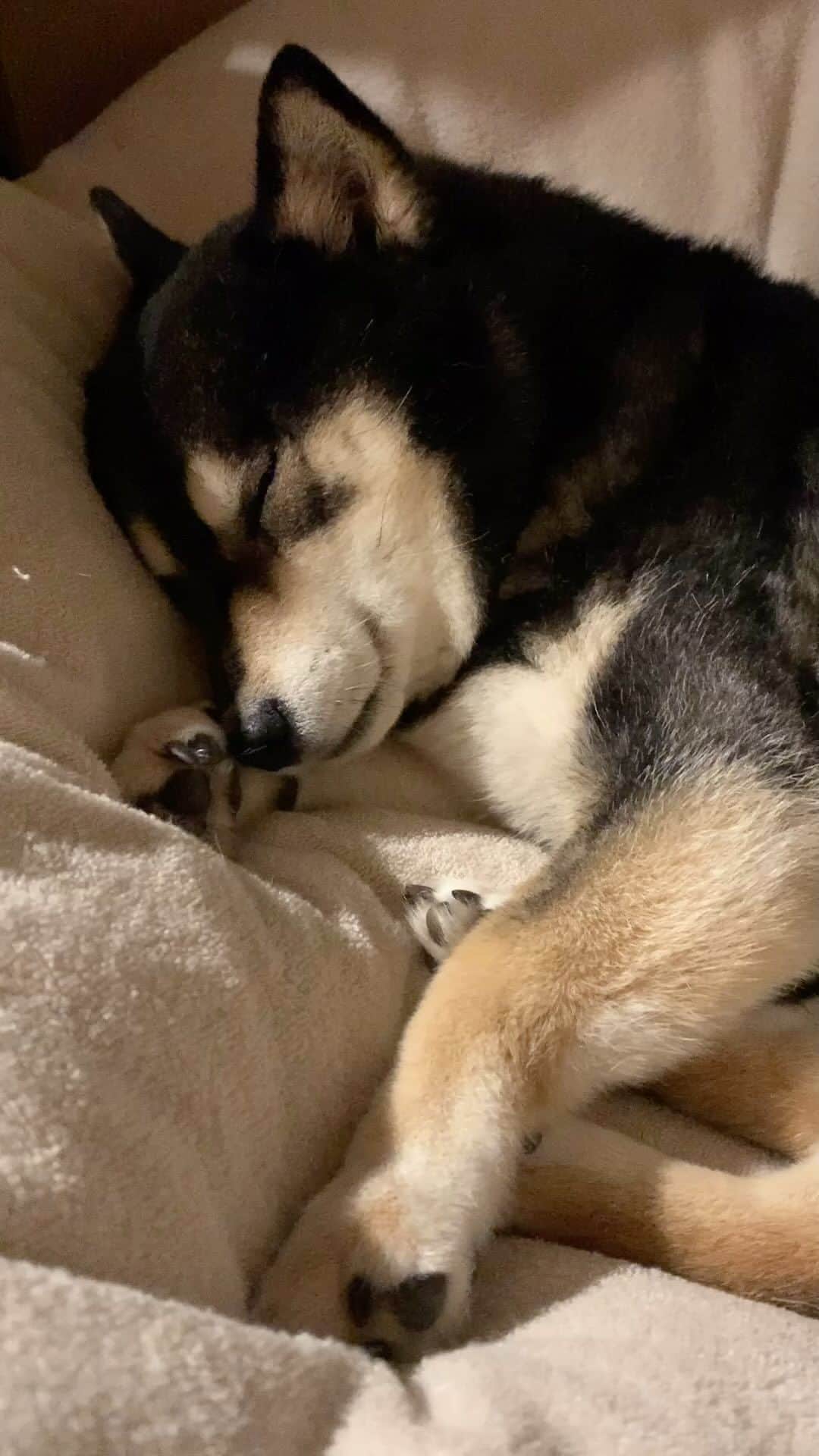 吾子のインスタグラム：「・ ・ ・ おやしゅみー💤❤️ ・ たまに寝言も言うよ🐶✨ ・ 今日は大雨散歩で散々だったー🐶💦 ・ ・ ・ ・ ・ ・ ・ ・ ・ ・ #明日はちっくん予定💉 #ミジンコ寝  #sapporo  ・ 北海道の柴犬 #柴北会 の皆ワン🐶暑い日は水いっぱい飲もう〜🐶✨ ・ #adorable #instadog#shibainu#dog#柴犬ライフ #instashiba#柴犬マニア #9gag #barked #kuroshiba#socute #cutedog#いぬのきもち #黒柴 #dogstagram_japan」