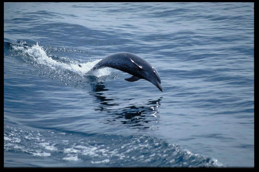のインスタグラム：「So long and thanks for all the fish.  We're closing out #WorldOceansMonth with this @smithsonianarchives photo taken by Carl Hansen in 1989 at @smithsonianpanama.   Did you know the Smithsonian is doing groundbreaking research on tropical ecosystems in Panama? In the Bocas Del Toro province, marine scientists focus on mangroves, seagrasses, coral reefs, the taxonomy of invertebrates, and the impact of human activity on coastal ecosystems and species like bottlenose dolphins.」