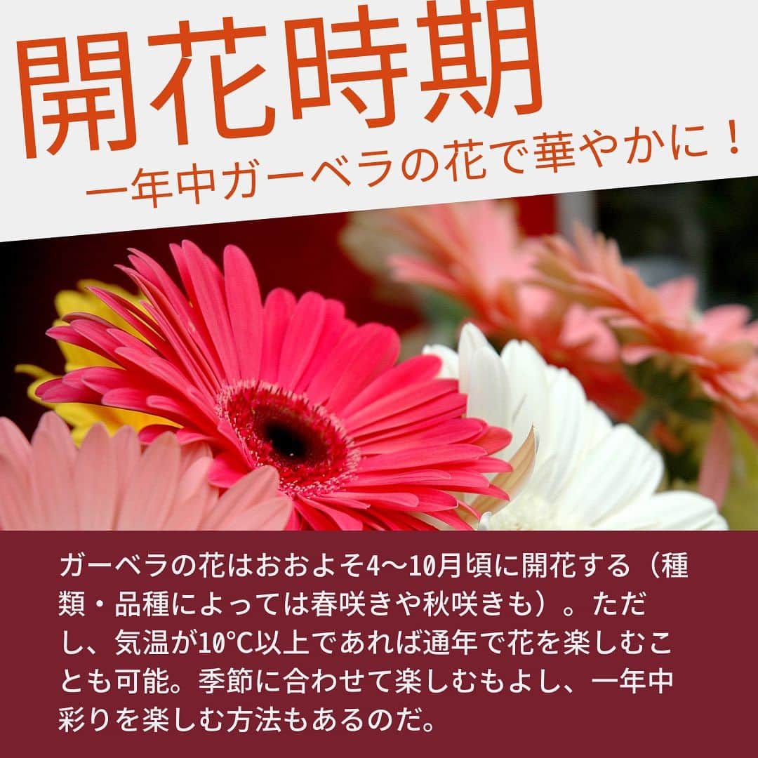 みどりで、つながる GreenSnapさんのインスタグラム写真 - (みどりで、つながる GreenSnapInstagram)「ガーベラは、明るい雰囲気でかわいらしい花を咲かせる多年草！  そんなガーベラの育て方をご紹介！」6月30日 23時40分 - greensnap.jp