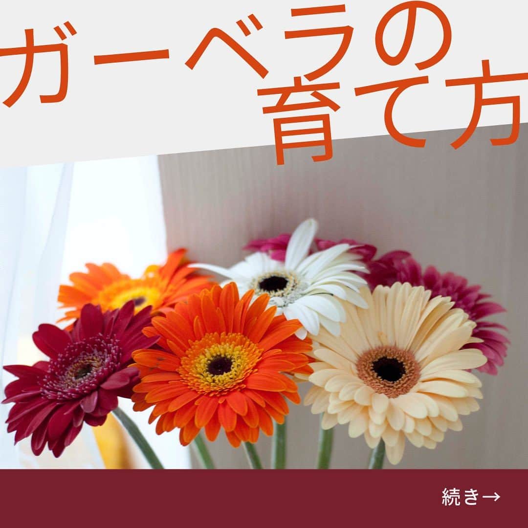 のインスタグラム：「ガーベラは、明るい雰囲気でかわいらしい花を咲かせる多年草！  そんなガーベラの育て方をご紹介！」
