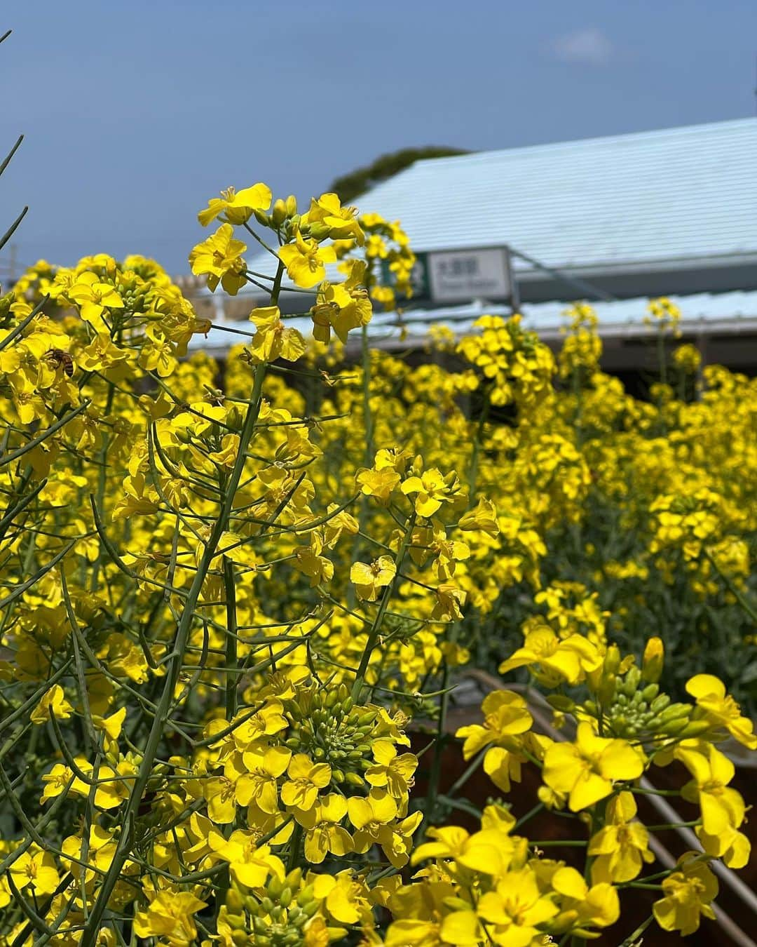 織田千穂さんのインスタグラム写真 - (織田千穂Instagram)「「後ろに写っている鉄道は何鉄道でしょうか？」 と聞いたまま早2ヶ月も過ぎてしまいましたが😂 * 正解している方々も多かったです- ̗̀👏🏻 ̖́- 正解は… 千葉県のいすみ鉄道🚃でしたー♡ * 黄色い車体と黄色の菜の花🌼が キレイでした💛 * 私達はこの日、人参🥕コンビ🤣  🚃いすみ鉄道旅　1/9🚃  #いすみ鉄道 #最近の鉄活 #鉄道 #駅舎 #鉄分補給 #鉄道好きな人と繋がりたい #電車 #instatrip #train #最近の鉄活 #途中下車 #列車旅 #菜の花 #房総」6月30日 23時43分 - chihoda