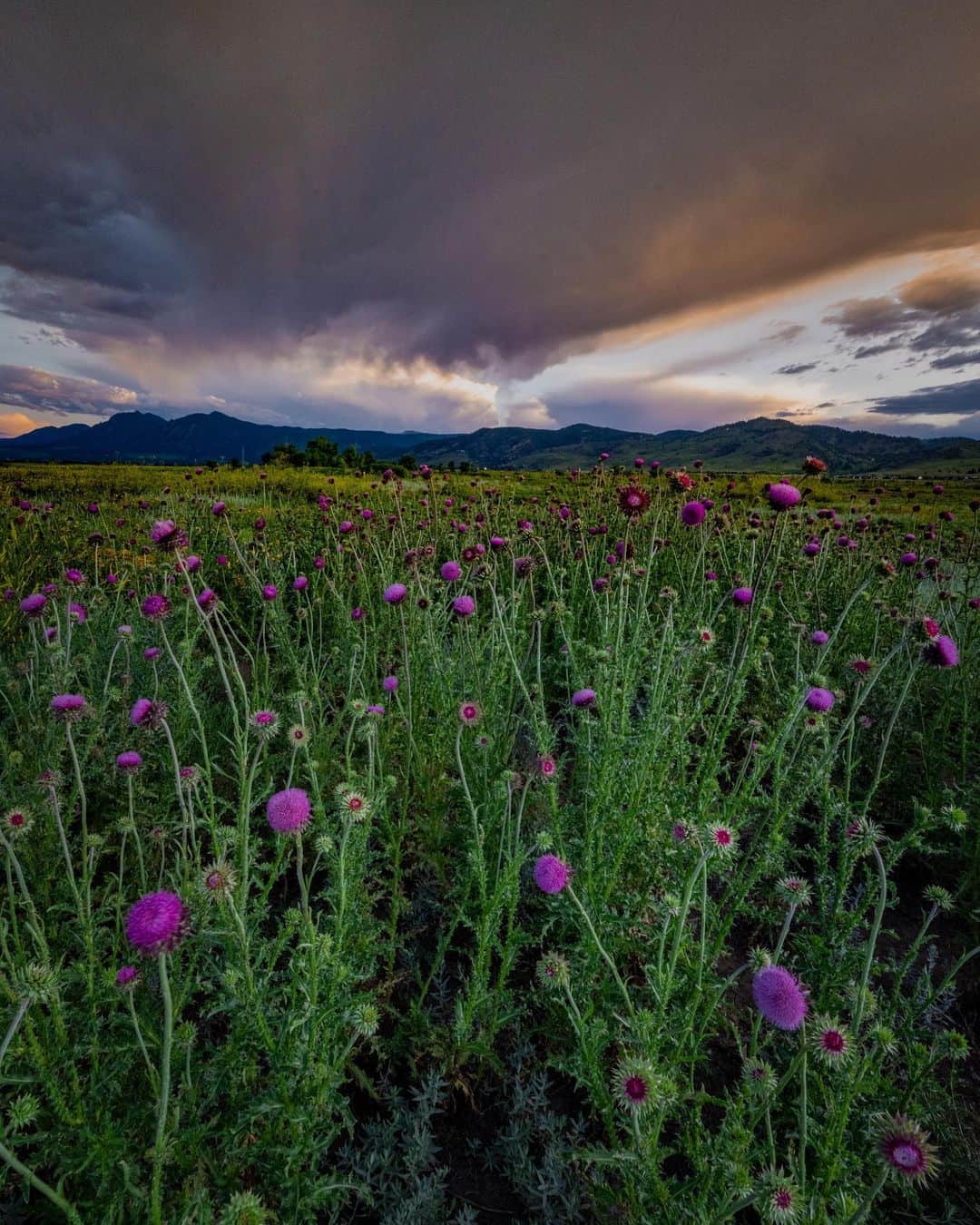Keith Ladzinskiさんのインスタグラム写真 - (Keith LadzinskiInstagram)「It’s been an excessively rainy season here in Colorado and I’m loving the perks. In all my years living in Boulder, I’ve never seen wild flowers in this abundance. Here’s a few from yesterday evening under stormy skies. - - - #boulder #colorado #wildFlowers #storms」6月30日 23時44分 - ladzinski