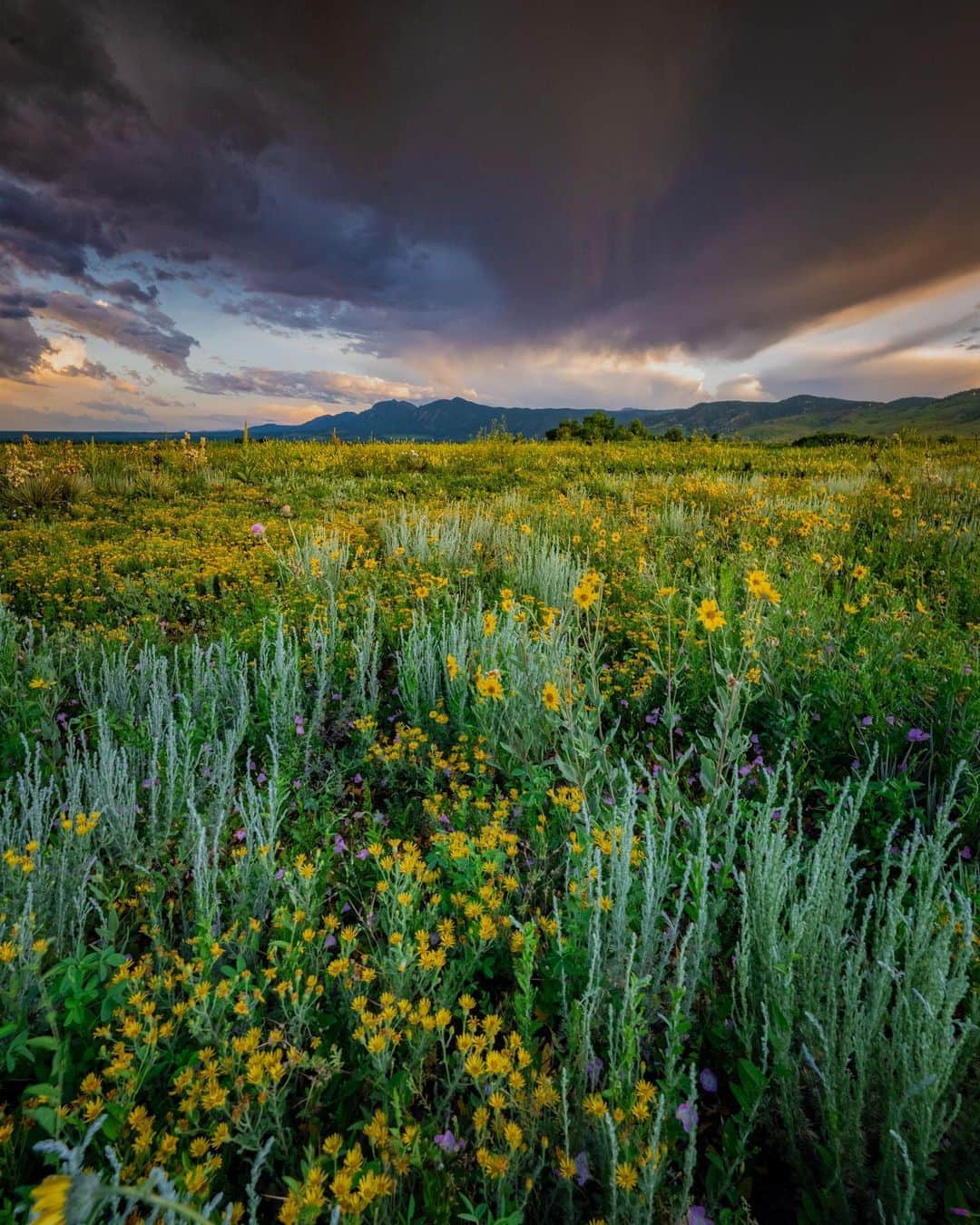Keith Ladzinskiさんのインスタグラム写真 - (Keith LadzinskiInstagram)「It’s been an excessively rainy season here in Colorado and I’m loving the perks. In all my years living in Boulder, I’ve never seen wild flowers in this abundance. Here’s a few from yesterday evening under stormy skies. - - - #boulder #colorado #wildFlowers #storms」6月30日 23時44分 - ladzinski