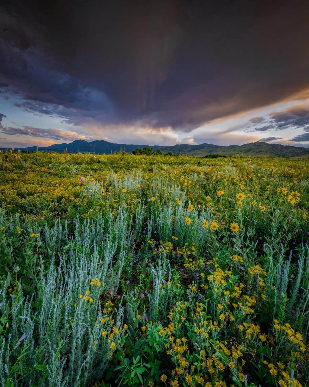 Keith Ladzinskiさんのインスタグラム写真 - (Keith LadzinskiInstagram)「It’s been an excessively rainy season here in Colorado and I’m loving the perks. In all my years living in Boulder, I’ve never seen wild flowers in this abundance. Here’s a few from yesterday evening under stormy skies. - - - #boulder #colorado #wildFlowers #storms」6月30日 23時44分 - ladzinski