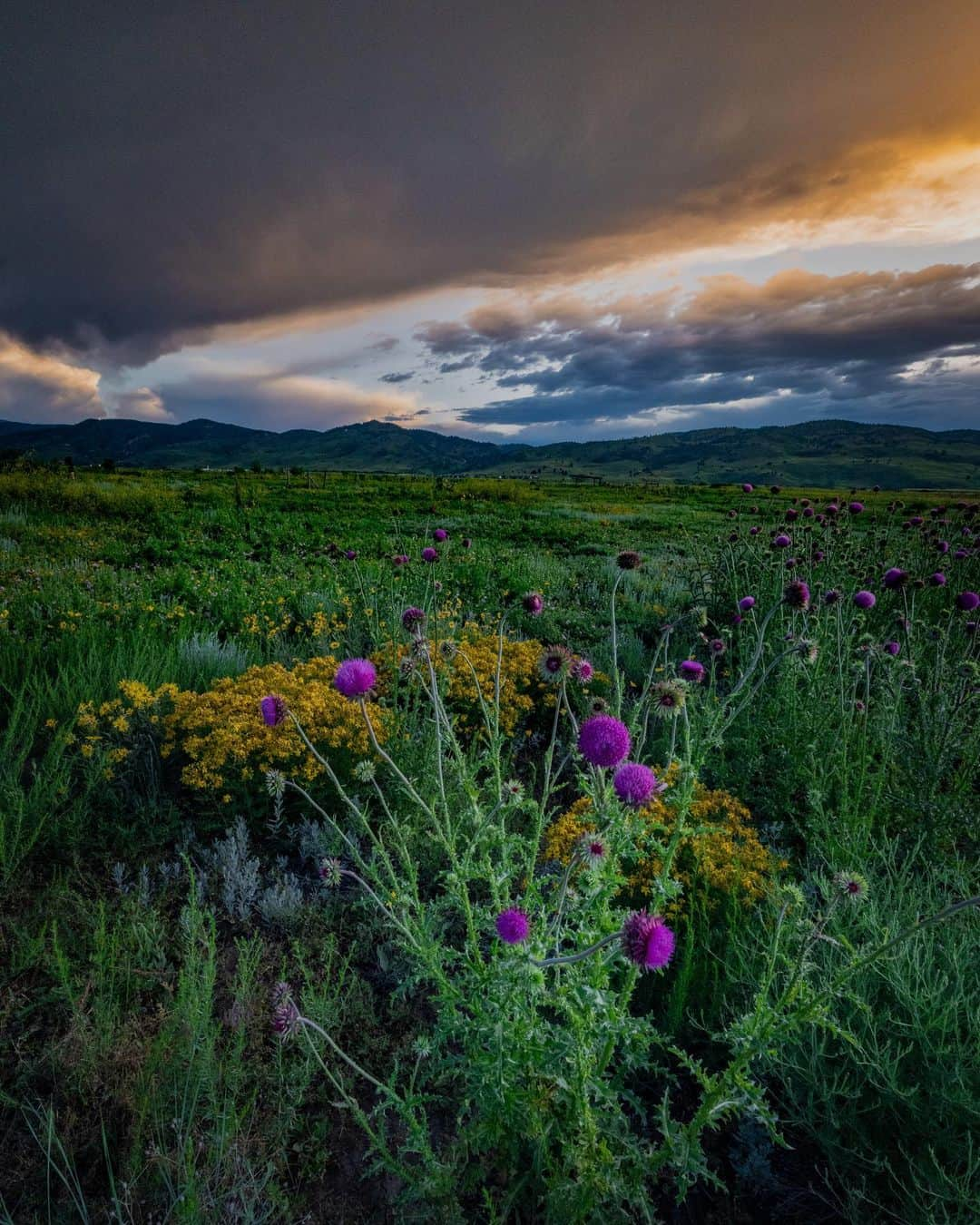 Keith Ladzinskiさんのインスタグラム写真 - (Keith LadzinskiInstagram)「It’s been an excessively rainy season here in Colorado and I’m loving the perks. In all my years living in Boulder, I’ve never seen wild flowers in this abundance. Here’s a few from yesterday evening under stormy skies. - - - #boulder #colorado #wildFlowers #storms」6月30日 23時44分 - ladzinski