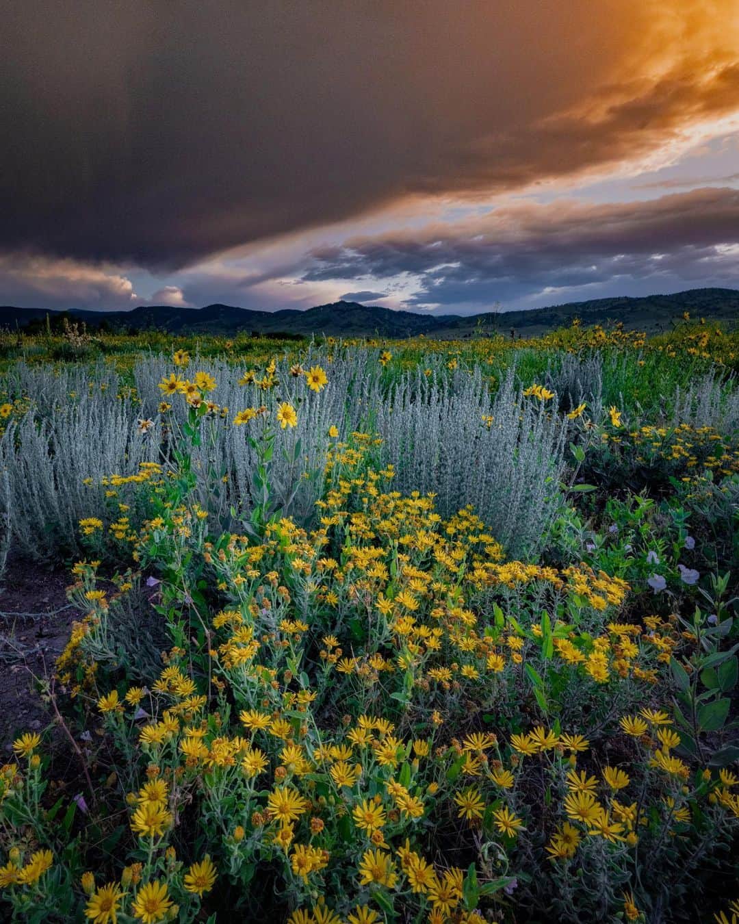Keith Ladzinskiさんのインスタグラム写真 - (Keith LadzinskiInstagram)「It’s been an excessively rainy season here in Colorado and I’m loving the perks. In all my years living in Boulder, I’ve never seen wild flowers in this abundance. Here’s a few from yesterday evening under stormy skies. - - - #boulder #colorado #wildFlowers #storms」6月30日 23時44分 - ladzinski