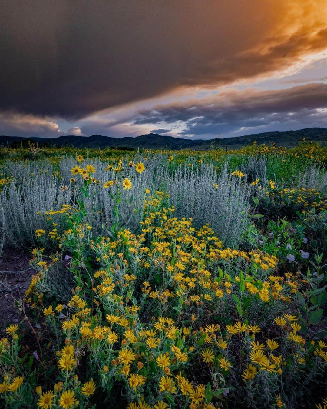 Keith Ladzinskiのインスタグラム：「It’s been an excessively rainy season here in Colorado and I’m loving the perks. In all my years living in Boulder, I’ve never seen wild flowers in this abundance. Here’s a few from yesterday evening under stormy skies. - - - #boulder #colorado #wildFlowers #storms」