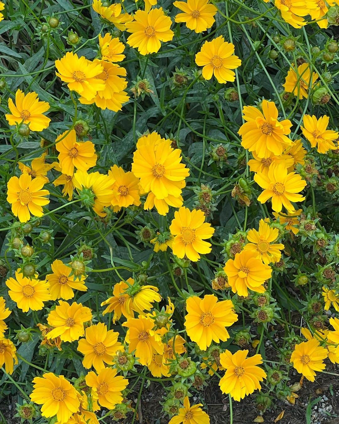 パク・ボゴムさんのインスタグラム写真 - (パク・ボゴムInstagram)「누리달🌼」6月30日 23時52分 - bogummy