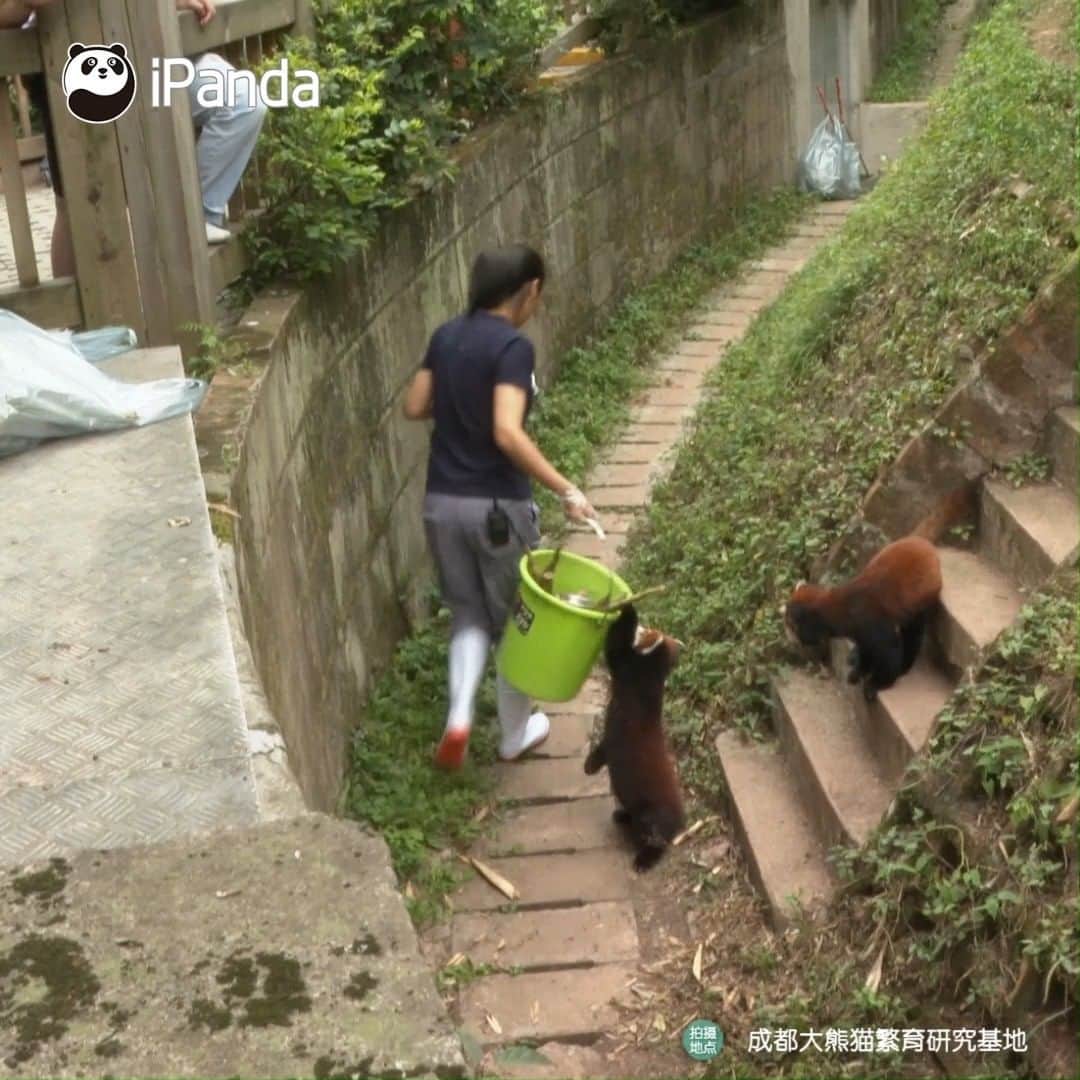 iPandaのインスタグラム