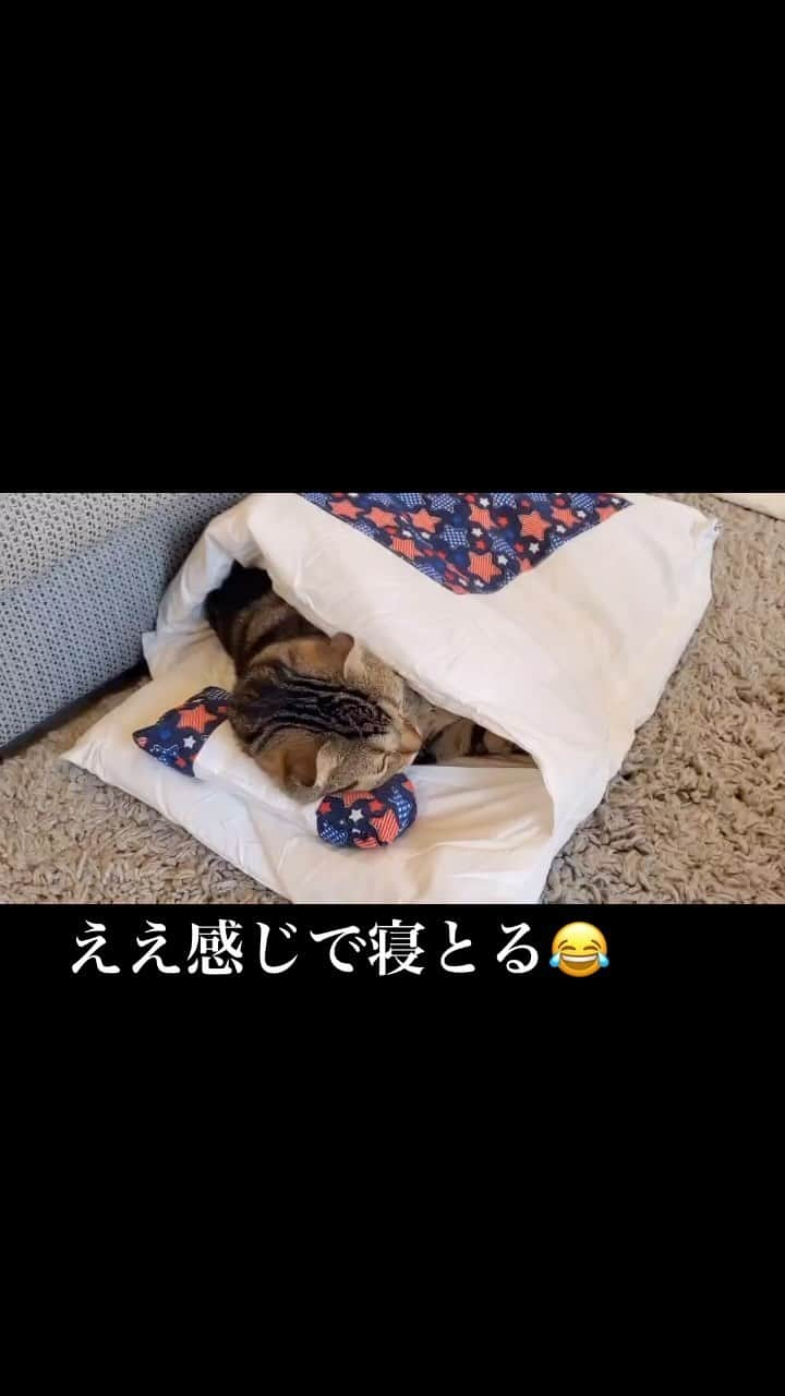 キャプテン★ザコのインスタグラム：「つなちゃんええ感じで寝とるw  #ねこ  #布団 #和式 #ねこ好き」