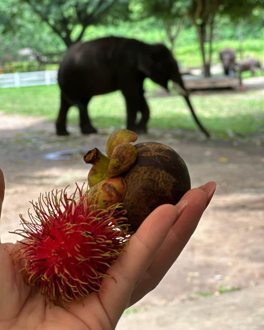 アドリアーネ・ガリステウさんのインスタグラム写真 - (アドリアーネ・ガリステウInstagram)「O elefante 🐘 é um animal sagrado por aqui, mas este assunto é polêmico e tudo que eu NÃO queria era participar de alguma atividade duvidosa,  por isso fui me informar sobre os santuários! Pra começar os lugares sérios existem  para resgatar, reintegrar e informar! Não existe show, correntes , acrobacias ou montaria  no elefante. O máximo que podemos fazer é alimentar entrar no rio junto e em alguns um carinho! Eles de fato estão soltos por lá!  Existem várias fazendas que abrigam estes doces gigantes mas é muito importante escolher um santuário que tenha valores e condutas éticas!  A experiência é uma aula linda e inesquecível! ♥️ #gratidão #thailand」7月1日 1時55分 - galisteuoficial