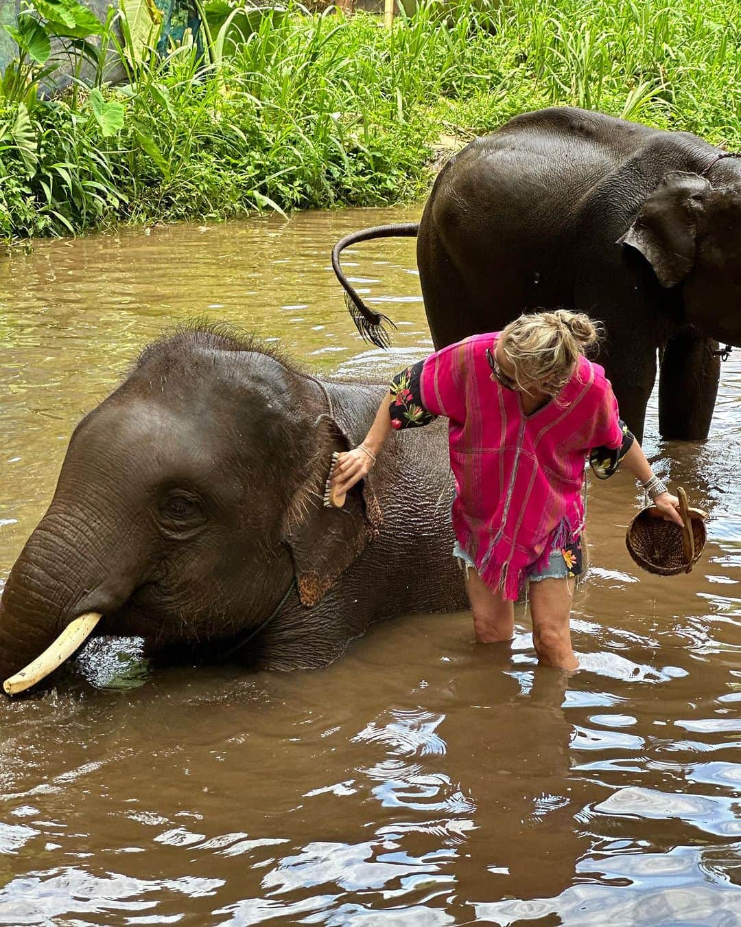 アドリアーネ・ガリステウさんのインスタグラム写真 - (アドリアーネ・ガリステウInstagram)「O elefante 🐘 é um animal sagrado por aqui, mas este assunto é polêmico e tudo que eu NÃO queria era participar de alguma atividade duvidosa,  por isso fui me informar sobre os santuários! Pra começar os lugares sérios existem  para resgatar, reintegrar e informar! Não existe show, correntes , acrobacias ou montaria  no elefante. O máximo que podemos fazer é alimentar entrar no rio junto e em alguns um carinho! Eles de fato estão soltos por lá!  Existem várias fazendas que abrigam estes doces gigantes mas é muito importante escolher um santuário que tenha valores e condutas éticas!  A experiência é uma aula linda e inesquecível! ♥️ #gratidão #thailand」7月1日 1時55分 - galisteuoficial