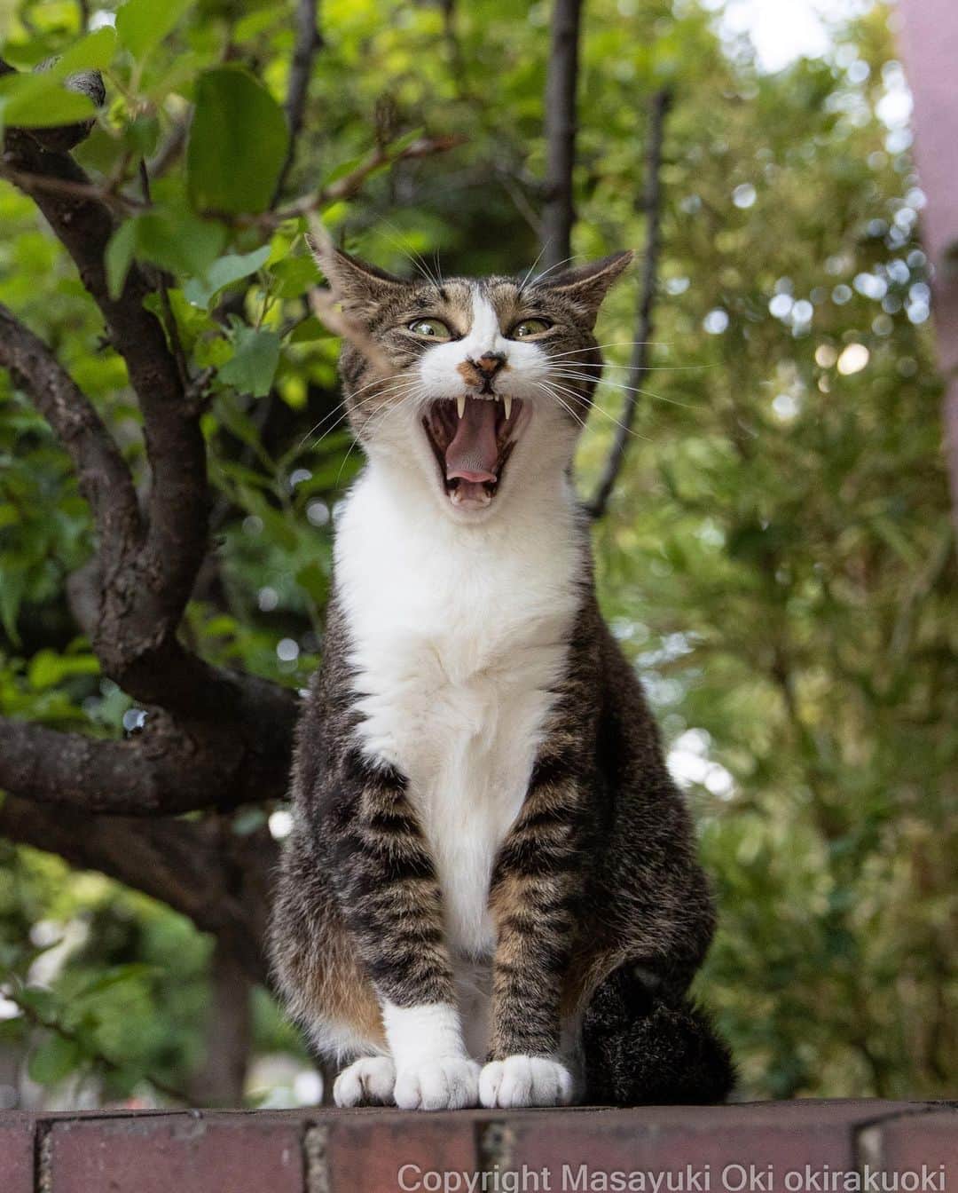Masayukiのインスタグラム：「形相。  #cat #ねこ #猫 #東京カメラ部 #nekoclub  #mmgtw #my_eos_photo  #yourshotphotographer」