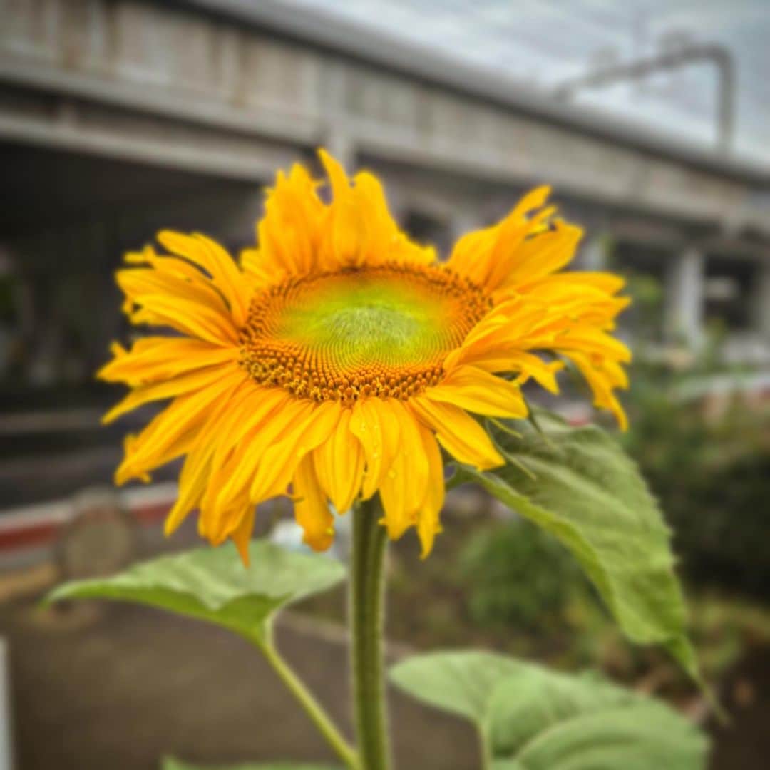 浅田信一のインスタグラム：「今朝の向日葵  今朝のジョギングコースに早咲きの向日葵。この花のようにいつも胸を張れる自分でいたいものです。  今回のツアーは本当に楽しくて、今までで一番充実しています。ファンのみんなとの距離も縮まってる気がする。  身の回りのくだらないトラブルになんか負けずに、楽しく朗らかにいきましょう。  いつも応援してくれるみんなにありがとう。  #雨男ジャーニー」
