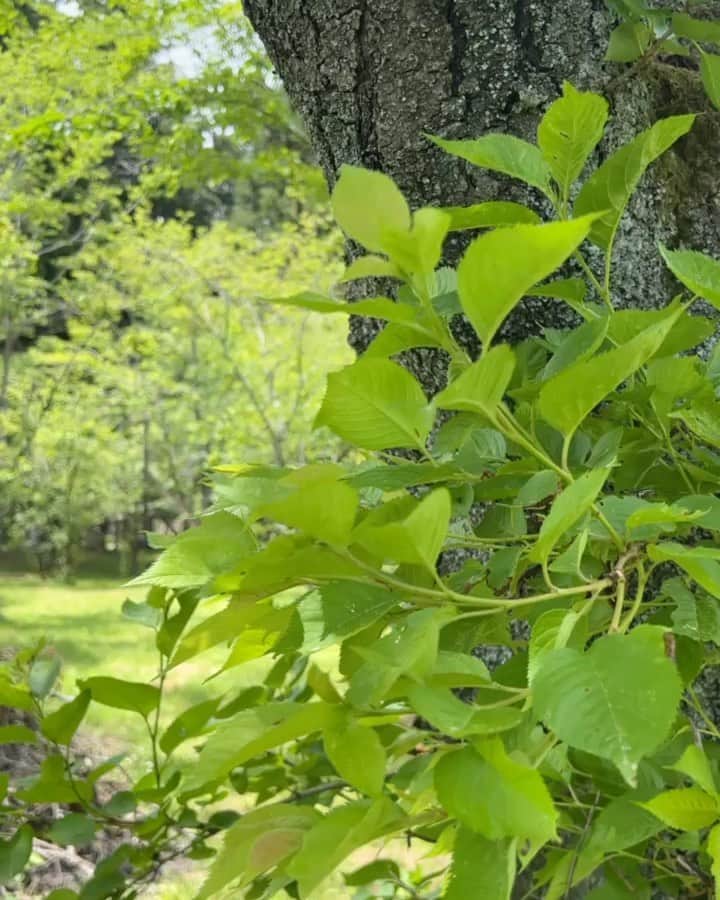 のインスタグラム：「７月１日🌞 １年の折り返しの日。  自然からのパワーチャージ🌿 自然の力に癒される。  振り返りと、未来を描くこと。  人の人生には季節のように四季があって、 これから控えるMYシーズンに向けて整えていこう。  まずは実家にもどりまして、 とにかくグータラ過ごしてます😆笑  穏やかな時間が流れていて。 あーしあわせ🩵😮‍💨至福。  今夜は、お楽しみな家族ごはん🍽️  良き週末を✨  #healing #relax #リラックス #family  #green #forest #緑　#オンとオフ」