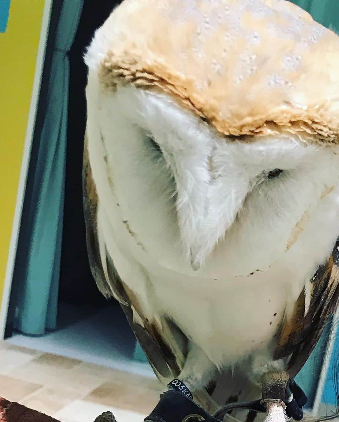 愛葉るびさんのインスタグラム写真 - (愛葉るびInstagram)「#らぶりーあにもあ 鳥編  #あにもあ」7月1日 12時10分 - aibarubyruby