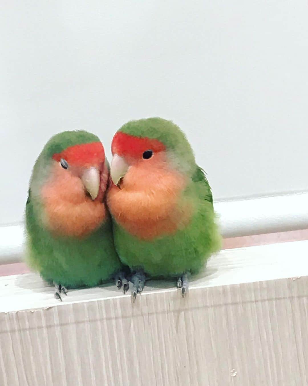 愛葉るびさんのインスタグラム写真 - (愛葉るびInstagram)「#らぶりーあにもあ 鳥編  #あにもあ」7月1日 12時10分 - aibarubyruby