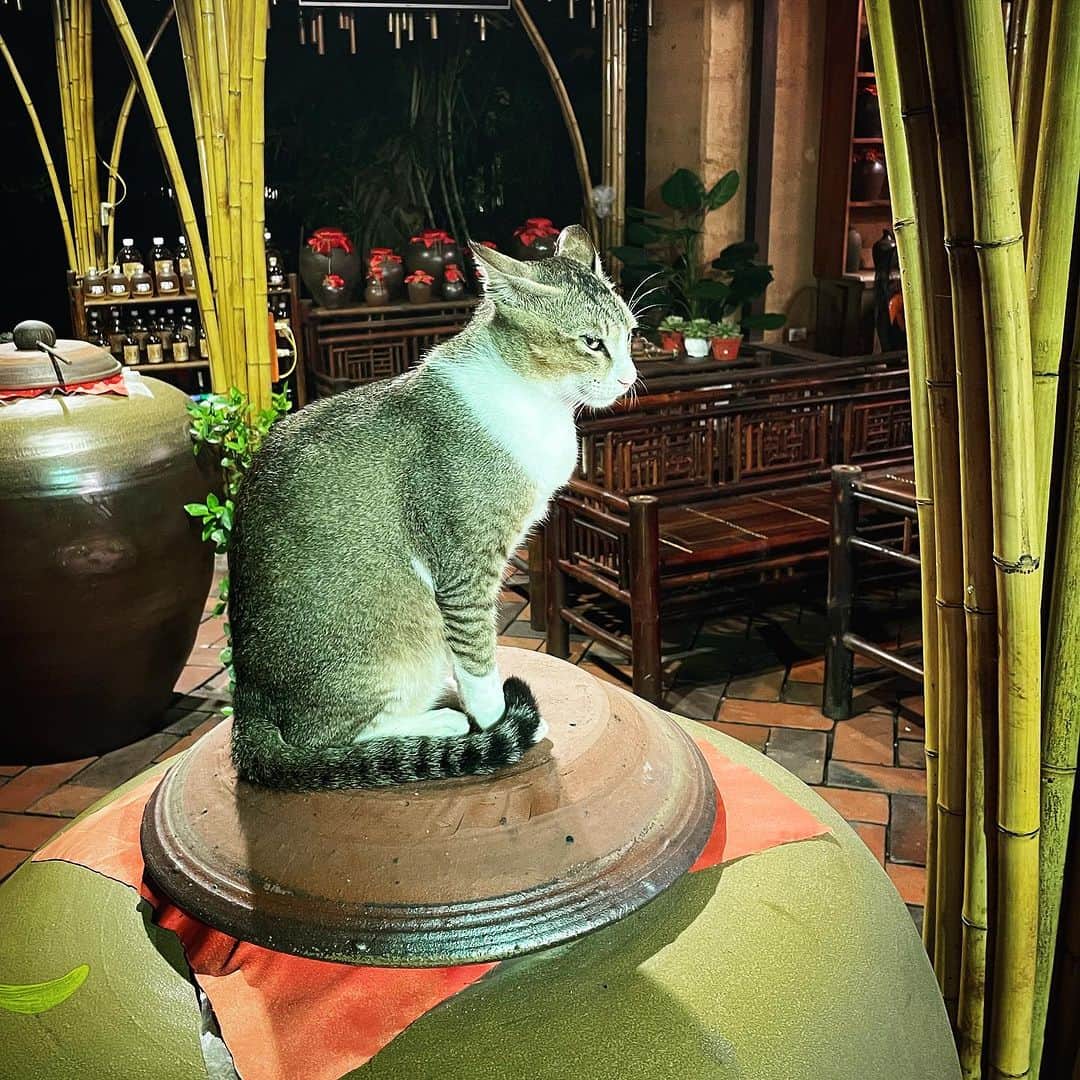 桐島かれんのインスタグラム：「ベトニャン。 #vietnam」