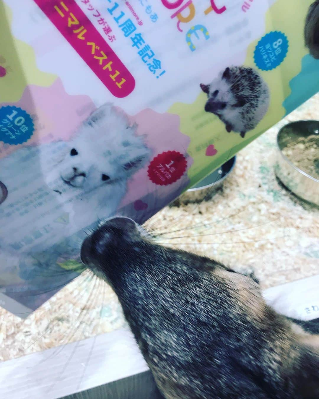 愛葉るびさんのインスタグラム写真 - (愛葉るびInstagram)「#リクガメ  #マーラ  #パンダマウス  #ヒョウモントカゲモドキ  #フトアゴヒゲトカゲ  #オニオオハシ  #あにもあ  #らぶりーあにもあ」7月1日 12時15分 - aibarubyruby