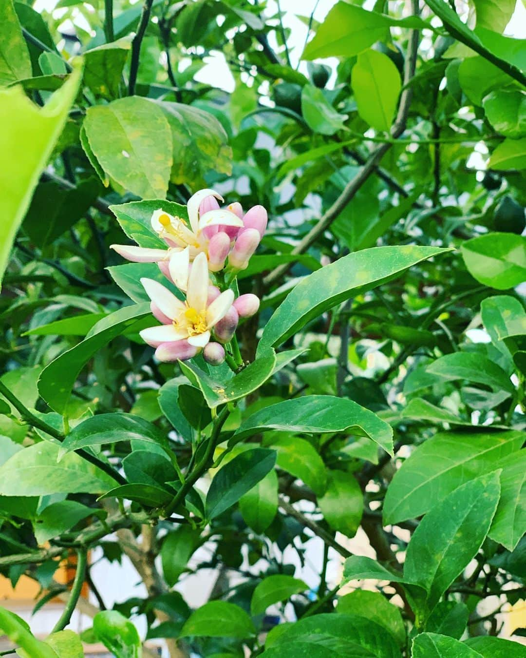 果子乃季 宇部ファームさんのインスタグラム写真 - (果子乃季 宇部ファームInstagram)「こんにちは😃  大雨、 皆様大丈夫ですか？？ 夜中の 警報で寝不足の方もいるようです。  ７月に入りました。 なかなか かき氷日和？とはいきませんが、、  よかったら15時まで承ってます！ 🖐️手作りシロップ堪能してください😃  ※状況により お時間がかかる場合がございます。 ご了承ください😃  #かき氷 #７月#梅雨#大雨#蒸し蒸し#暑い#熱中症気をつけて#焼きカレー#スタミナ」7月1日 12時23分 - kasinoki_ube_official