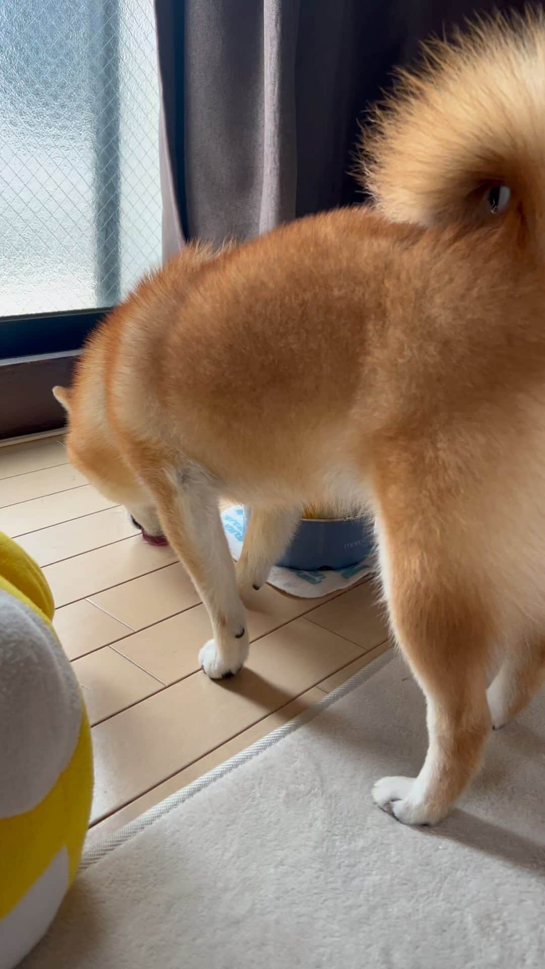 豆柴 サニーちゃんのインスタグラム：「🐻お水どおぞ〜 🧸どつき回されてからのこれよ… . . サニーちゃん デカ子さん(ぬいぐるみ)をぶん回し 頭でどついてたんだけど あ〜お水が近いよなぁ〜と思ってたら やっぱりこうなった🤣🤣 . 飛び散ったお水ぺろぺろしてます👅 . . #さにらむ劇場 #柴犬#豆柴 #赤柴#豆柴子犬#豆柴多頭飼い #まめしば#しばいぬ#anicas#shiba_snap #shibainu#shiba#mameshiba#shibastagram #豆柴サニーちゃん#豆柴ラムちゃん#さにらむ #さにらむ2023#さにらむどん」