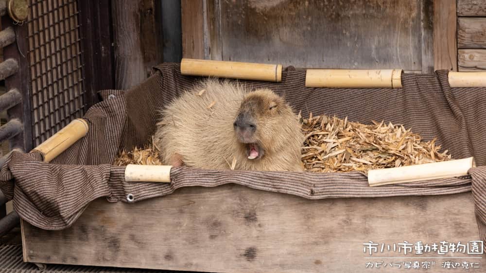 渡辺克仁さんのインスタグラム写真 - (渡辺克仁Instagram)「私事ですが、雨が降っているので自宅で仕事をしています。  更に私事ですが、夜にお知らせがあります。  #カピバラ #水豚 #capybara #市川市動植物園  #可愛い #かわいい #pretty #動物園 #千葉県」7月1日 12時43分 - katsuhito.watanabe