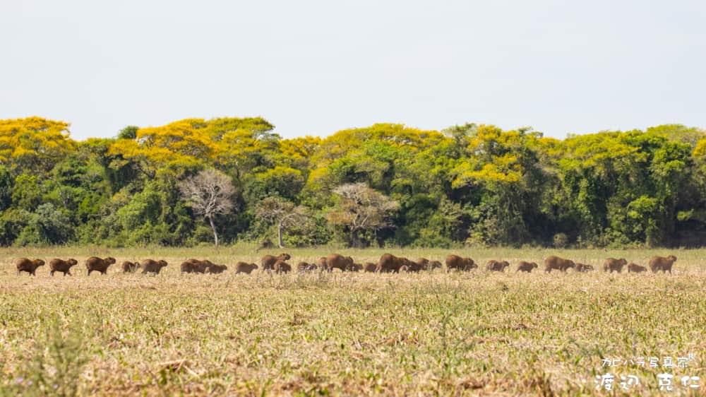 渡辺克仁さんのインスタグラム写真 - (渡辺克仁Instagram)「おはようございます。  2023年も、後半戦に突入ですね。 張り切って進みます(笑)  #カピバラ #水豚 #capybara #おはよう #パンタナール #野生のカピバラを撮影にブラジルに」7月1日 7時00分 - katsuhito.watanabe
