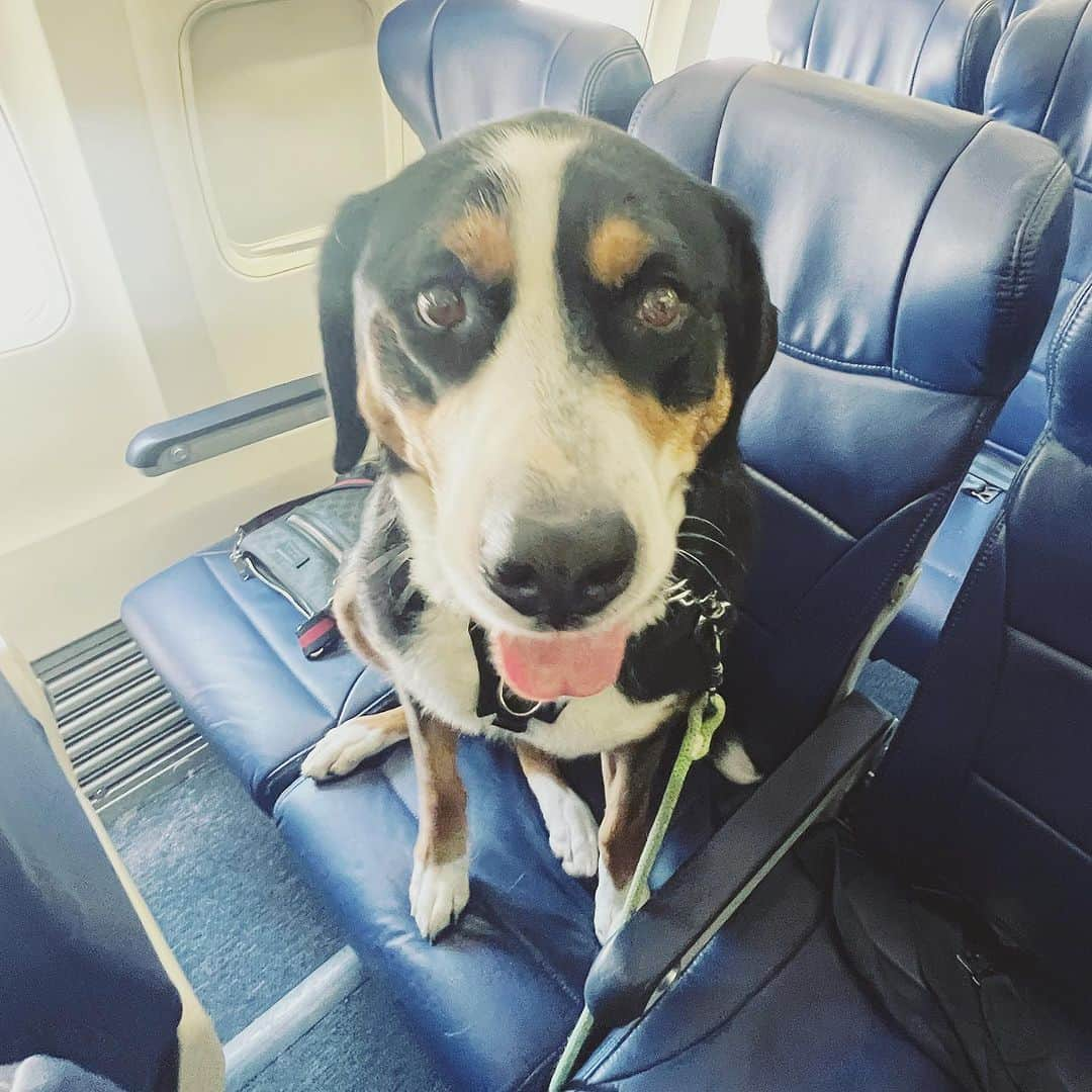 ケイティ・キャシディさんのインスタグラム写真 - (ケイティ・キャシディInstagram)「Ready for take off! #MissMurph on her first trip to #Austin」7月1日 7時29分 - katiecassidy