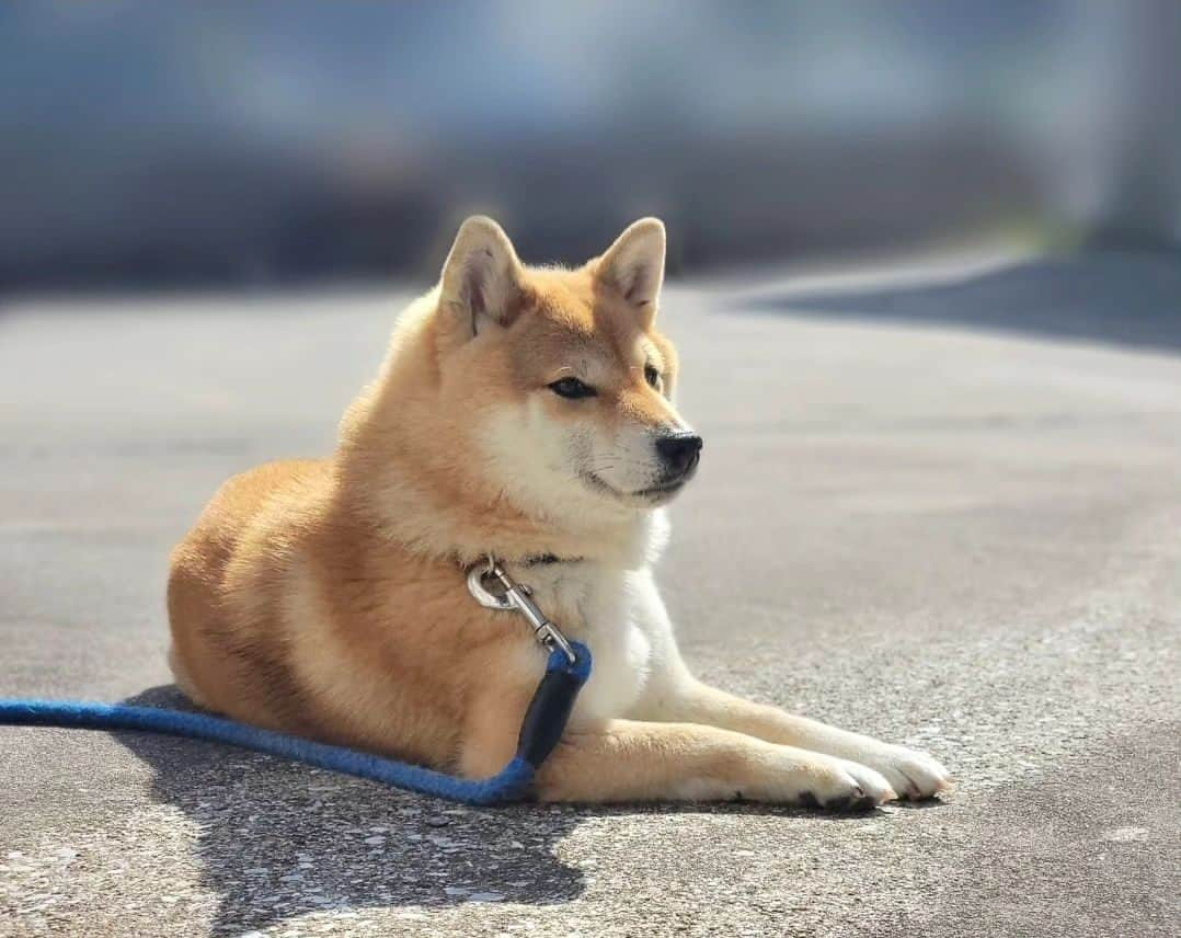 柴犬たま Shibainu Tamaのインスタグラム