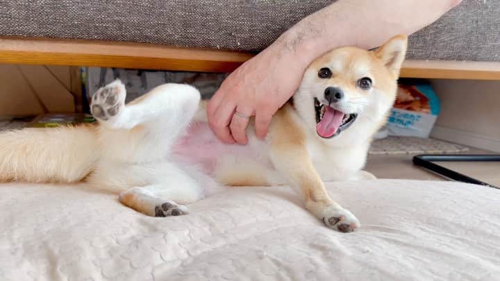豆柴にこちゃんのインスタグラム：「🐶 おはよー 今日もヘラヘラしてる  #柴犬#豆柴#mameshiba #shibastagram#japanphoto#shibainu#犬#shibainumania#犬のいる暮らし#shiba_snap#shibainupuppy#多頭飼い#dog#いぬすたぐらむ#puppy#dogstagram#instadog #doglover#pecoいぬ部#pecotv#いぬのきもち部#狗#子犬#barked#9gag#9gagpets#시바견」
