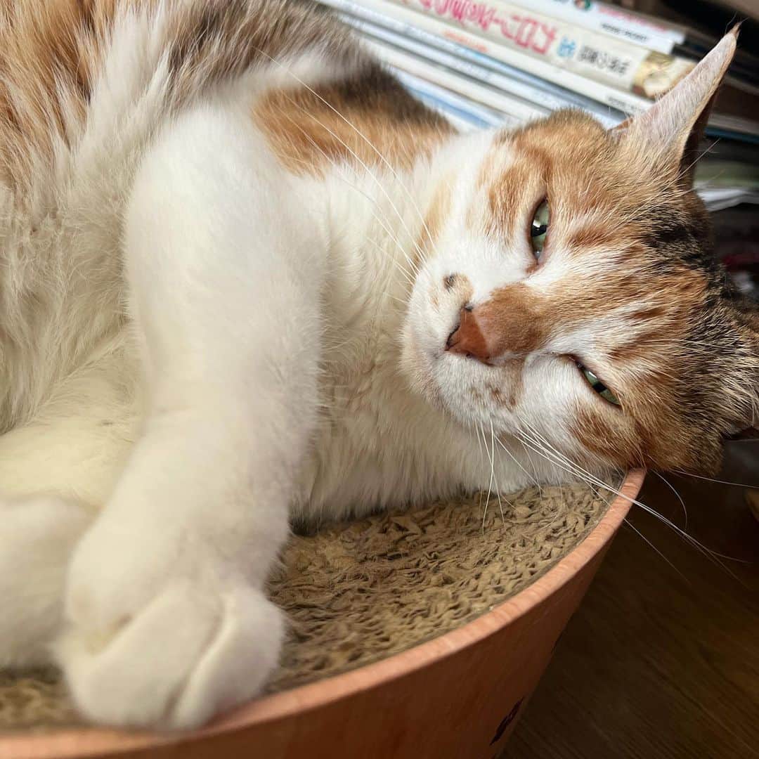山田稔明さんのインスタグラム写真 - (山田稔明Instagram)「おはよ。起きない猫。 #ポチ実 #三毛猫」7月1日 8時46分 - toshiakiyamada